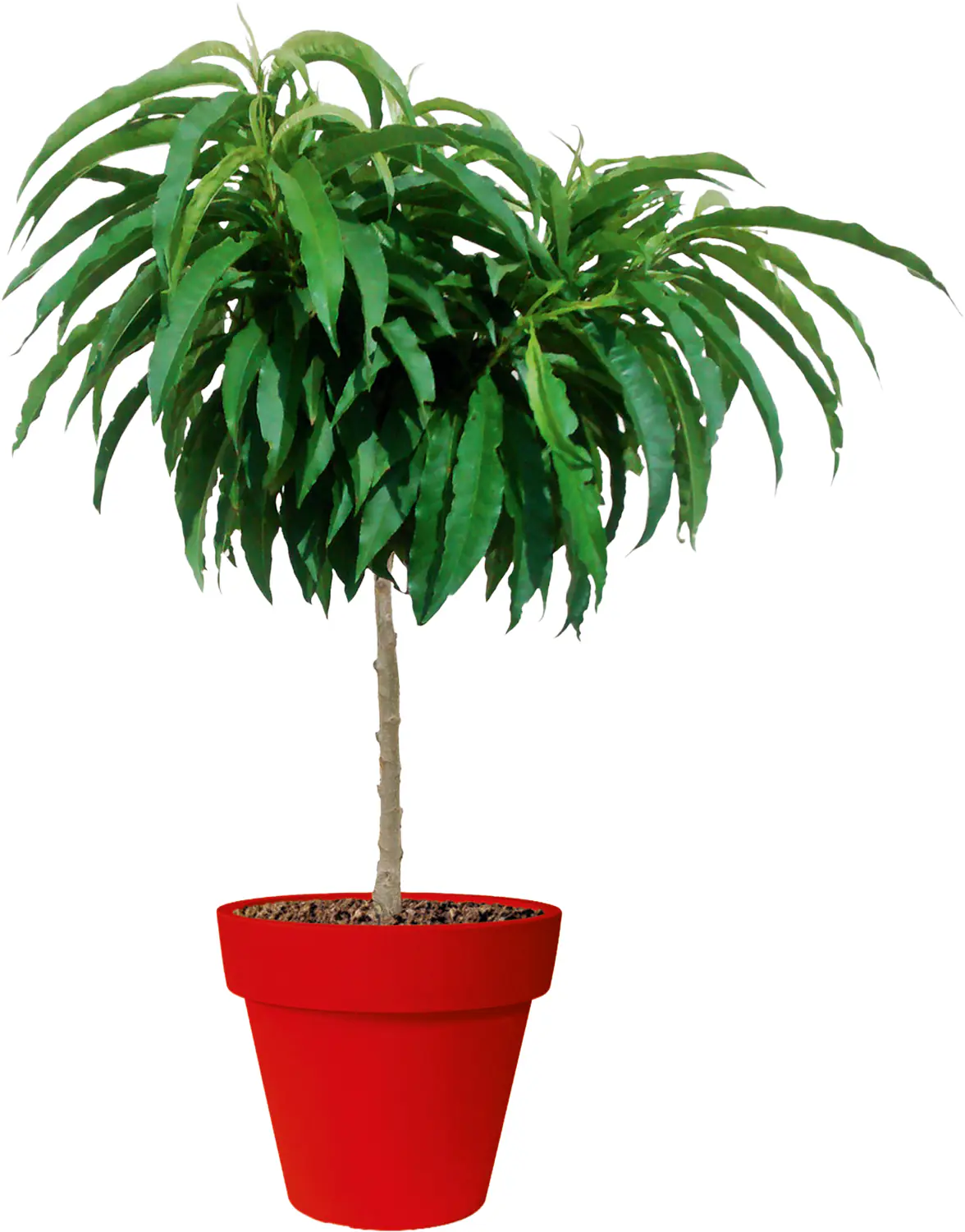 Zwergobst in Sorten Nektarine oder Pfirsich H 70-100 cm, 5 Liter Container 