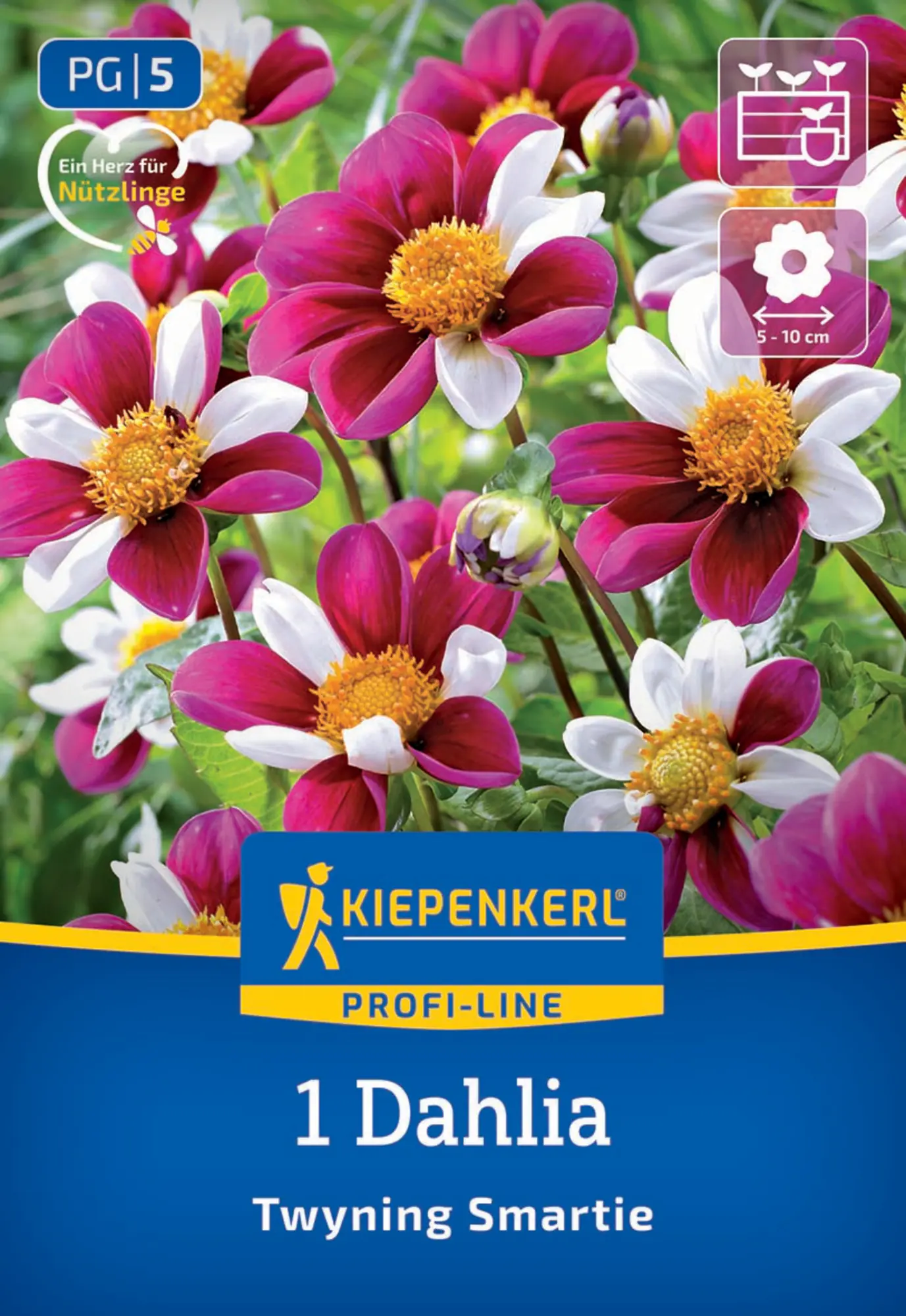 Kiepenkerl Profi-Line Frühjahrsblumenzwiebel Dekorative Dahlie Twyning Smartie 1 Stück