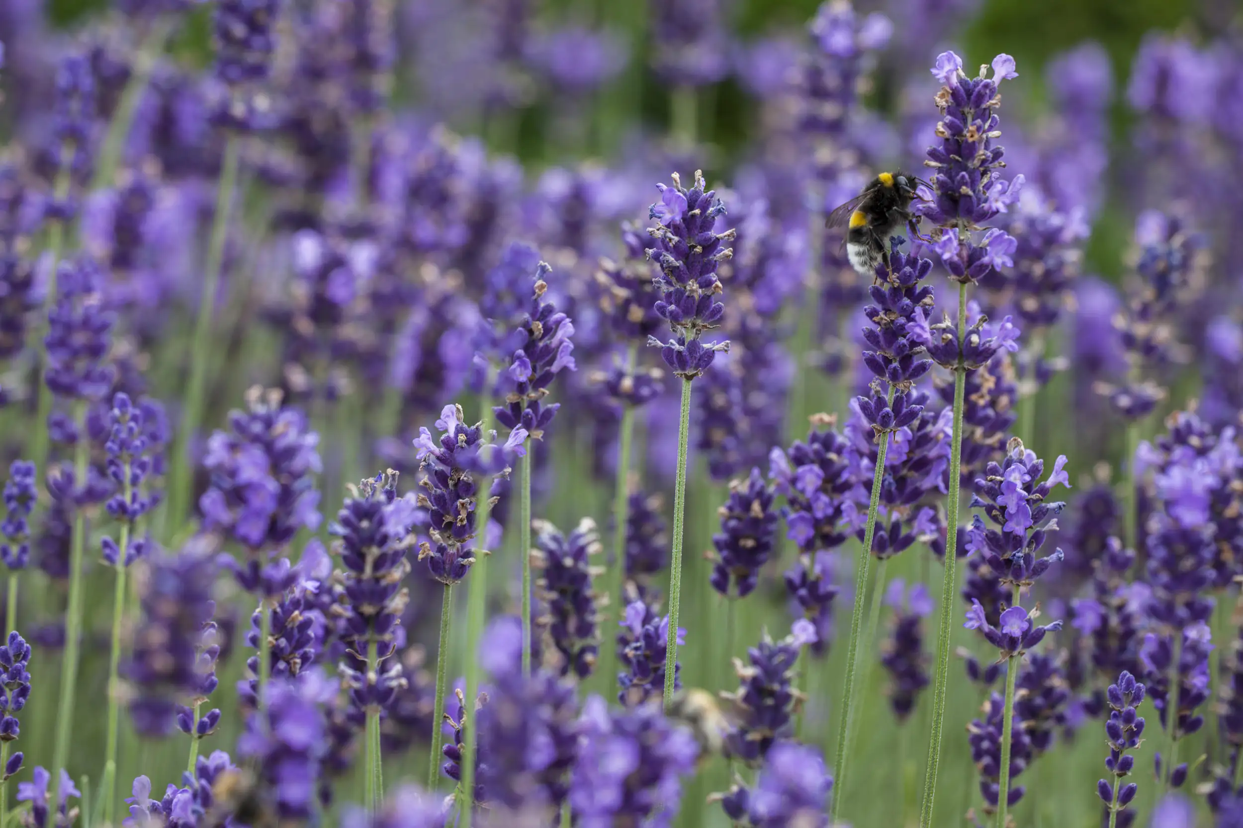 4016522114619_02 Freilandlavendel Munstead Auslese Lavandula, 5 l Container