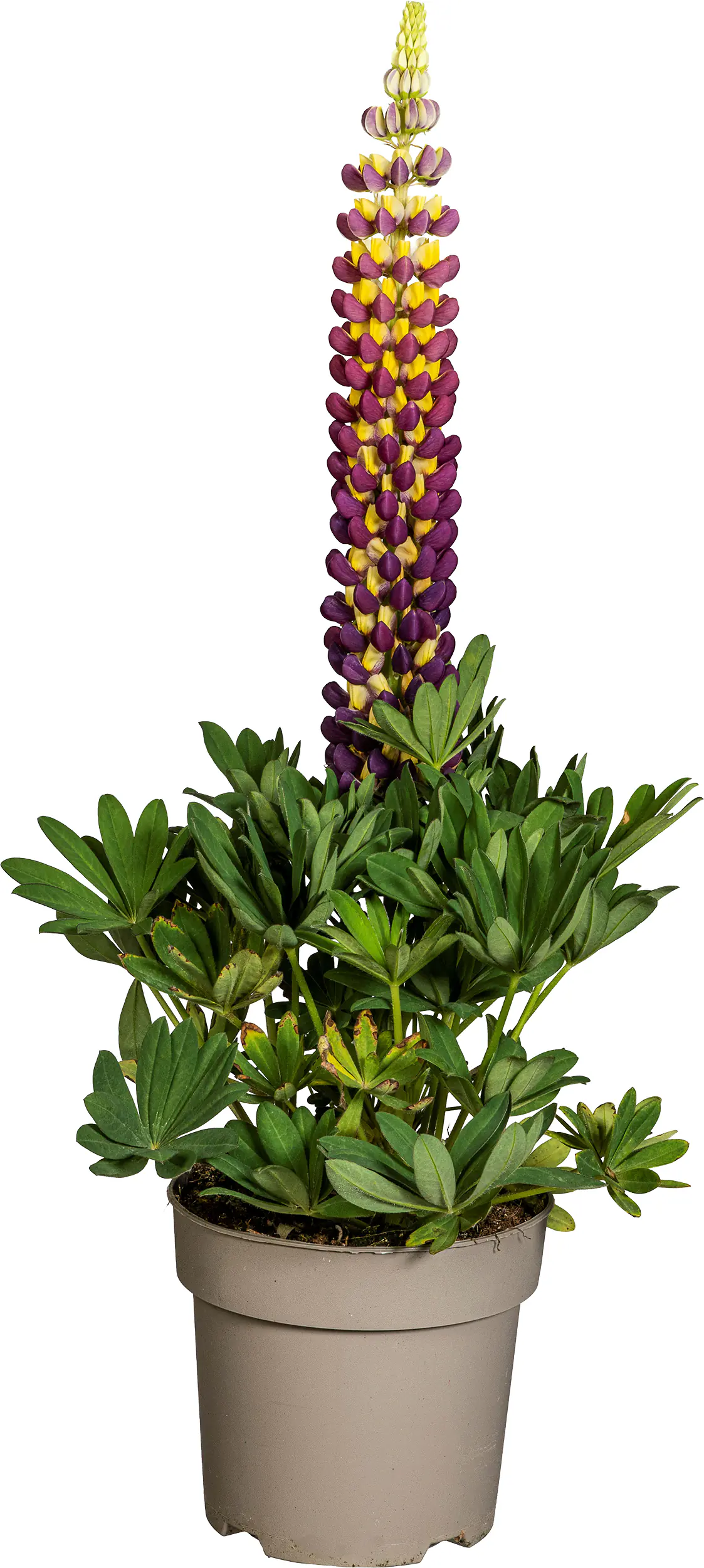 Lupine Lupinus polyphyllus Westcountry 19 cm Topf