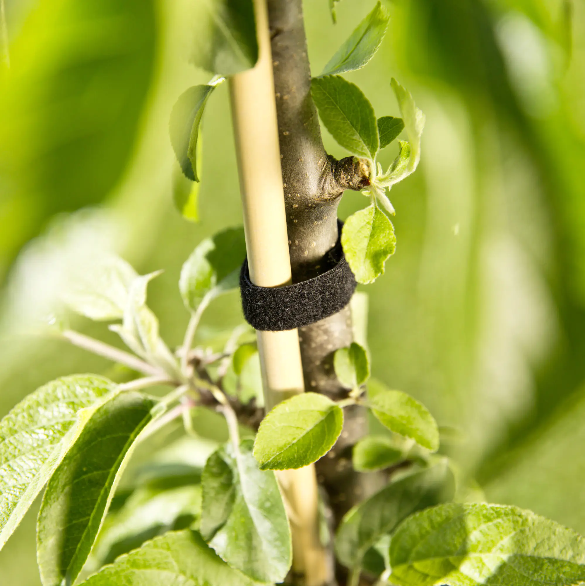 Windhager Klettverbinder 12 mm x 5 m, schwarz