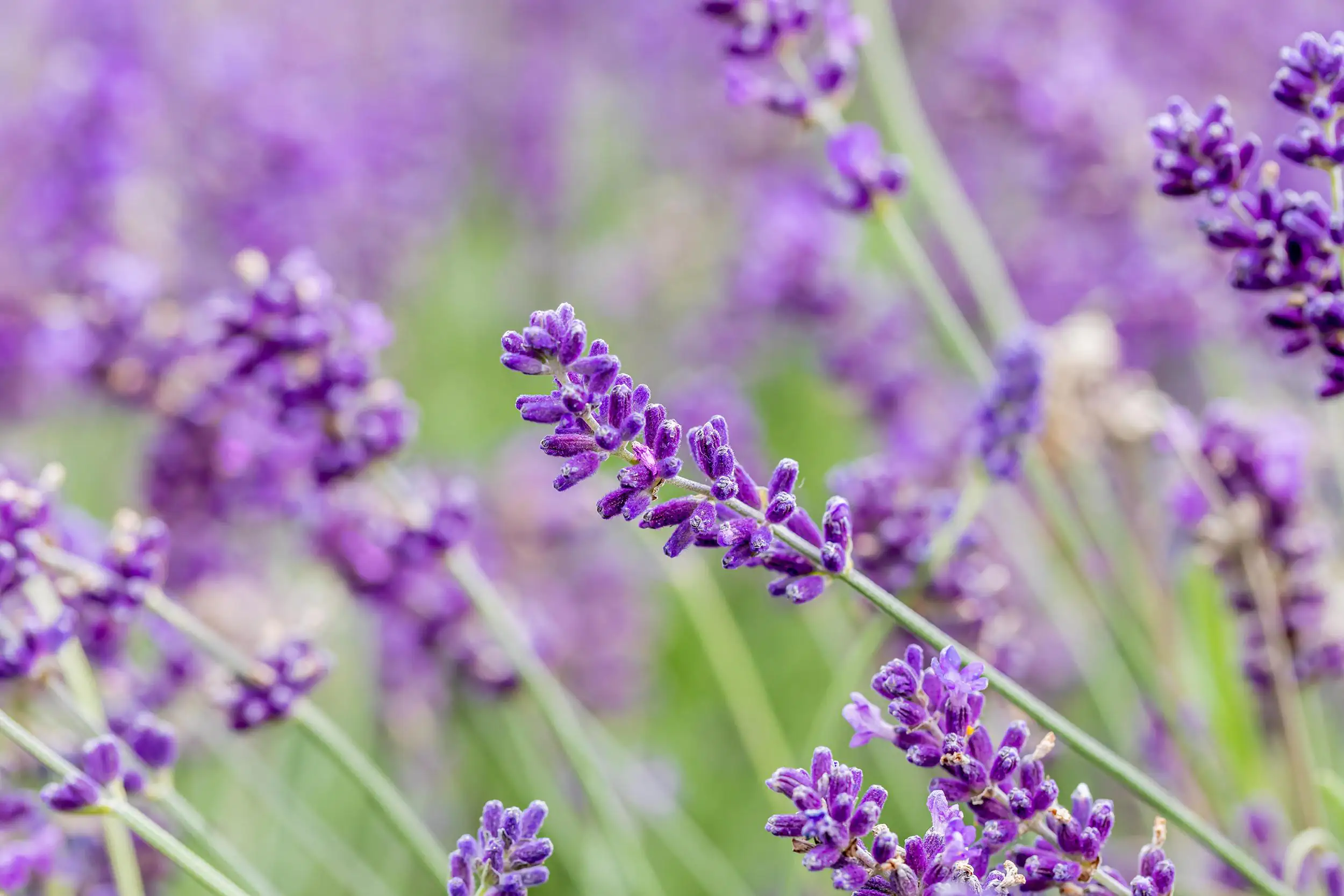 Lavendel Busch Lavandula H 25 cm 14 cm Topf Lavendel Busch Lavandula H 25 cm 14 cm Topf