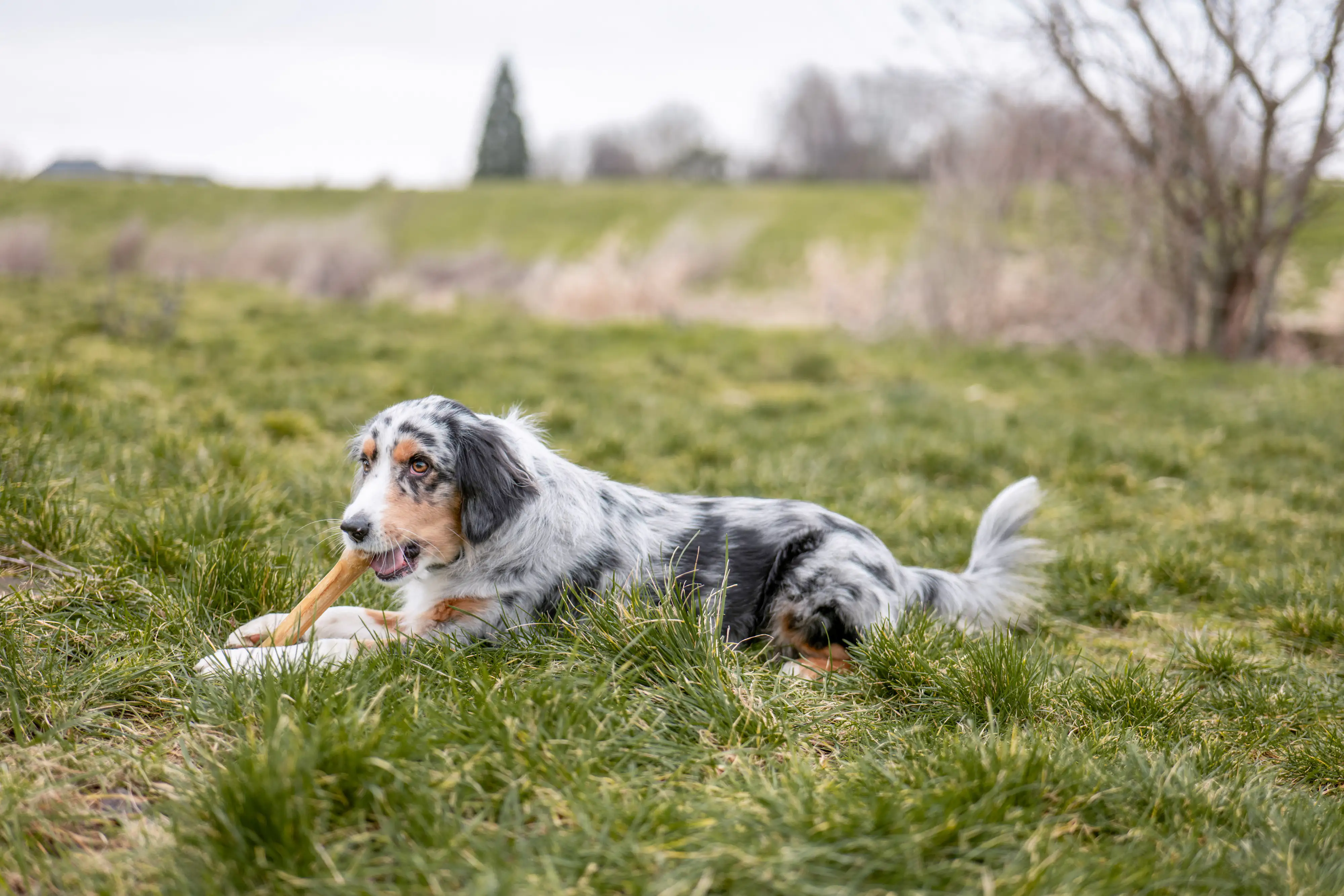 Nobby Kauknochen gepresst 5er Pack 8,0 cm 25 g