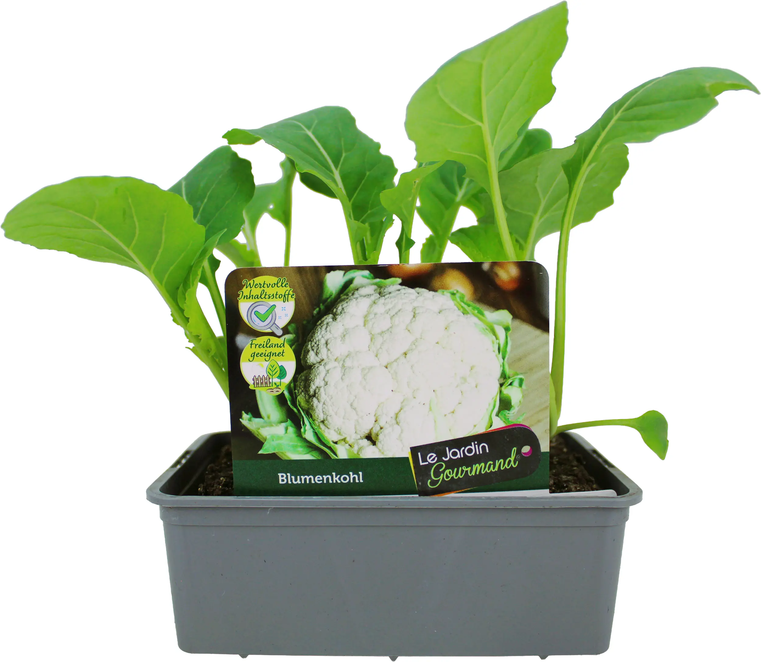 Kohlgemüse"Le Jardin Gourmand" Blumenkohl 6er Schale