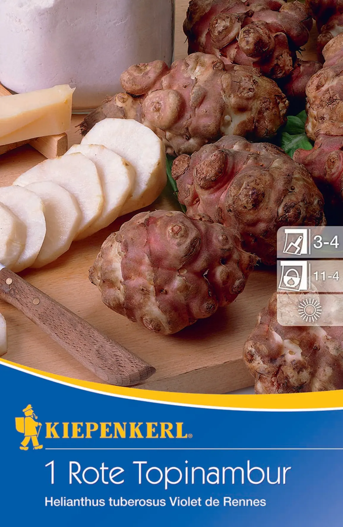 Kiepenkerl Rote Topinambur Violet de Rennes Helianthus tuberosus Kiepenkerl Rote Topinambur Violet de Rennes Helianthus tuberosus