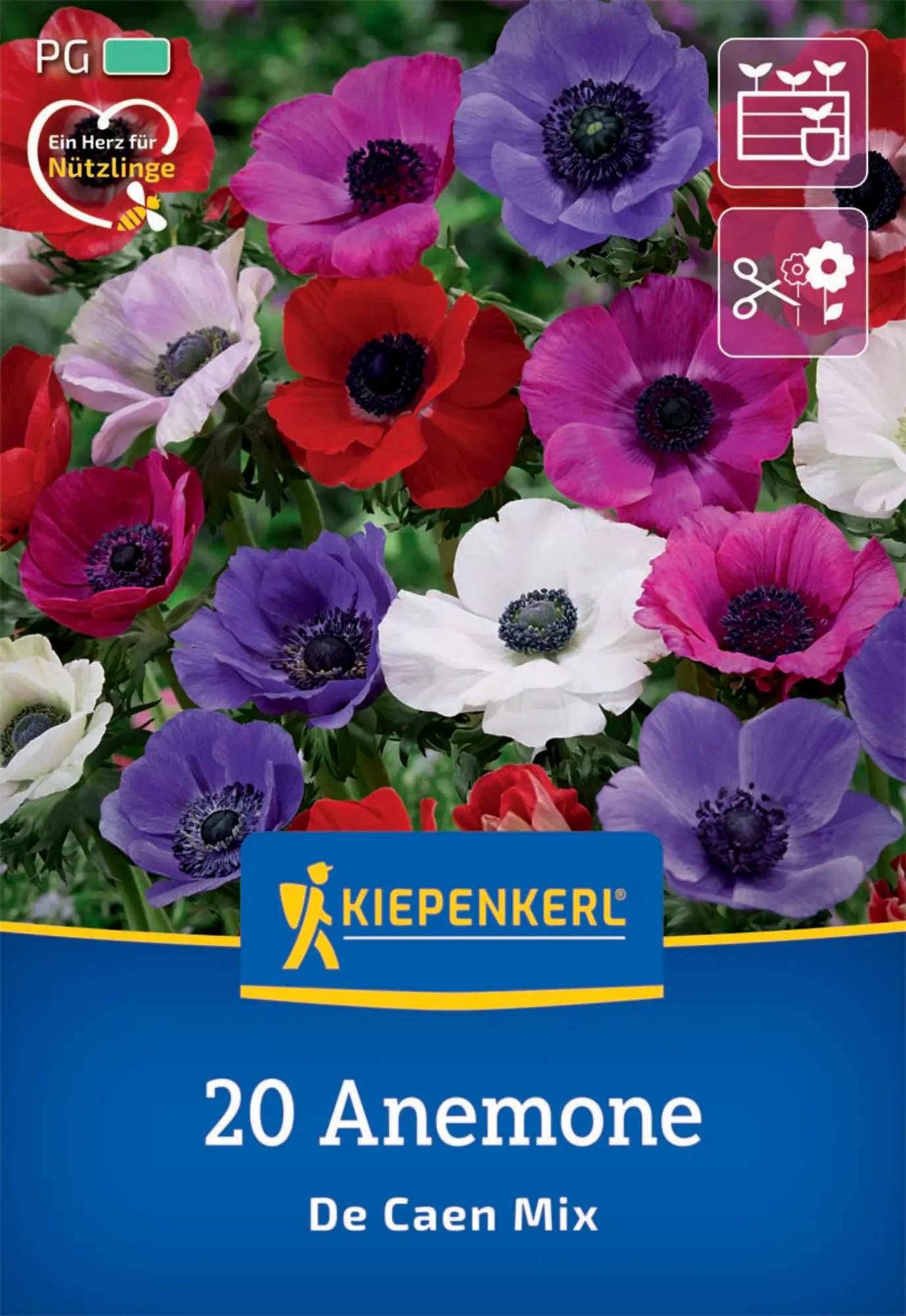 Kiepenkerl Herbstblumenzwiebel Kronen-Anemonen De Caen Mischung 20 Pflanzen