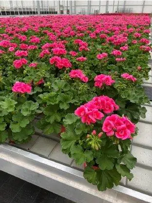 Geranien Pelargonium pink 12 cm Topf