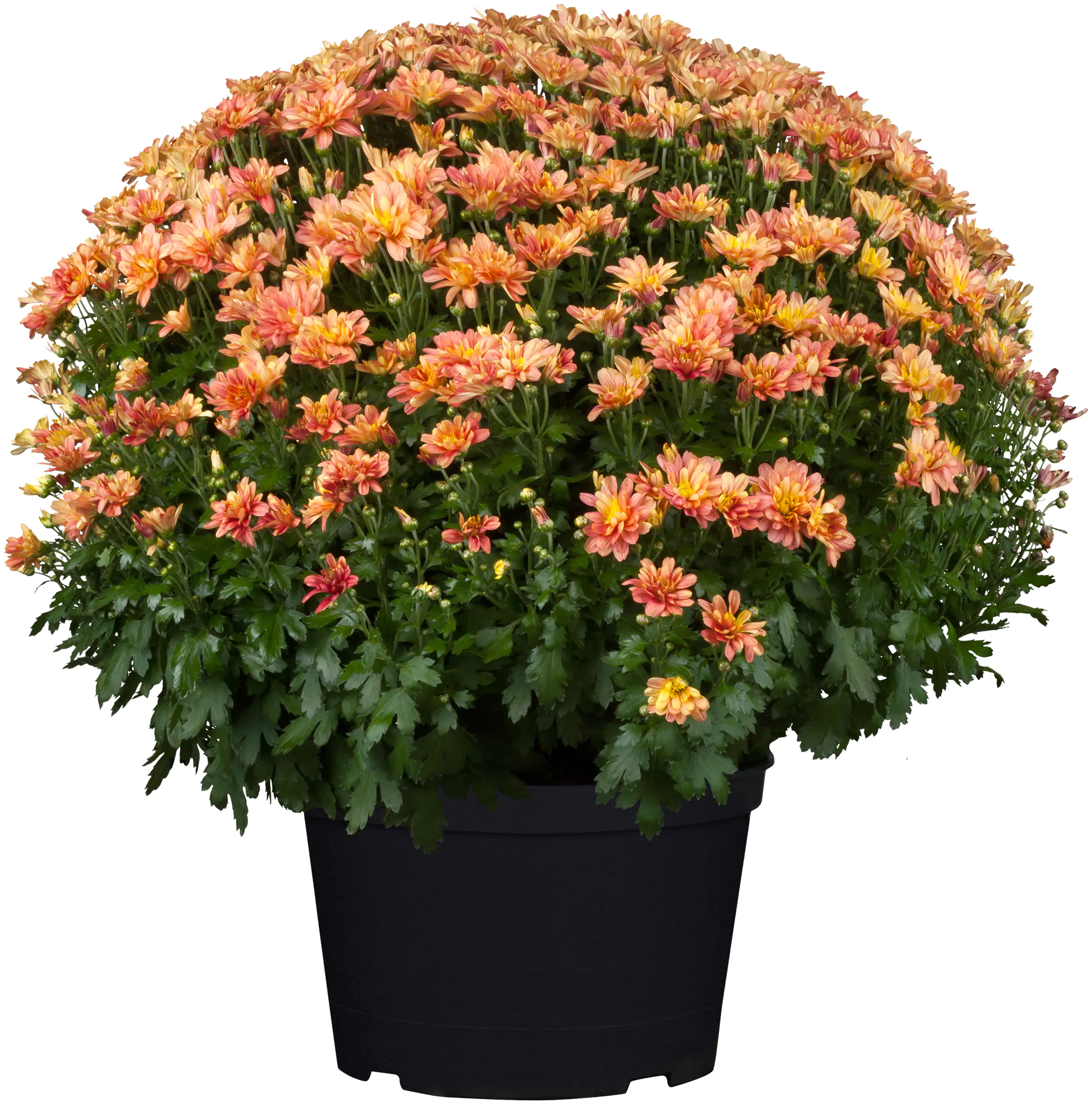 Chrysanthemen Busch 19 cm Topf
