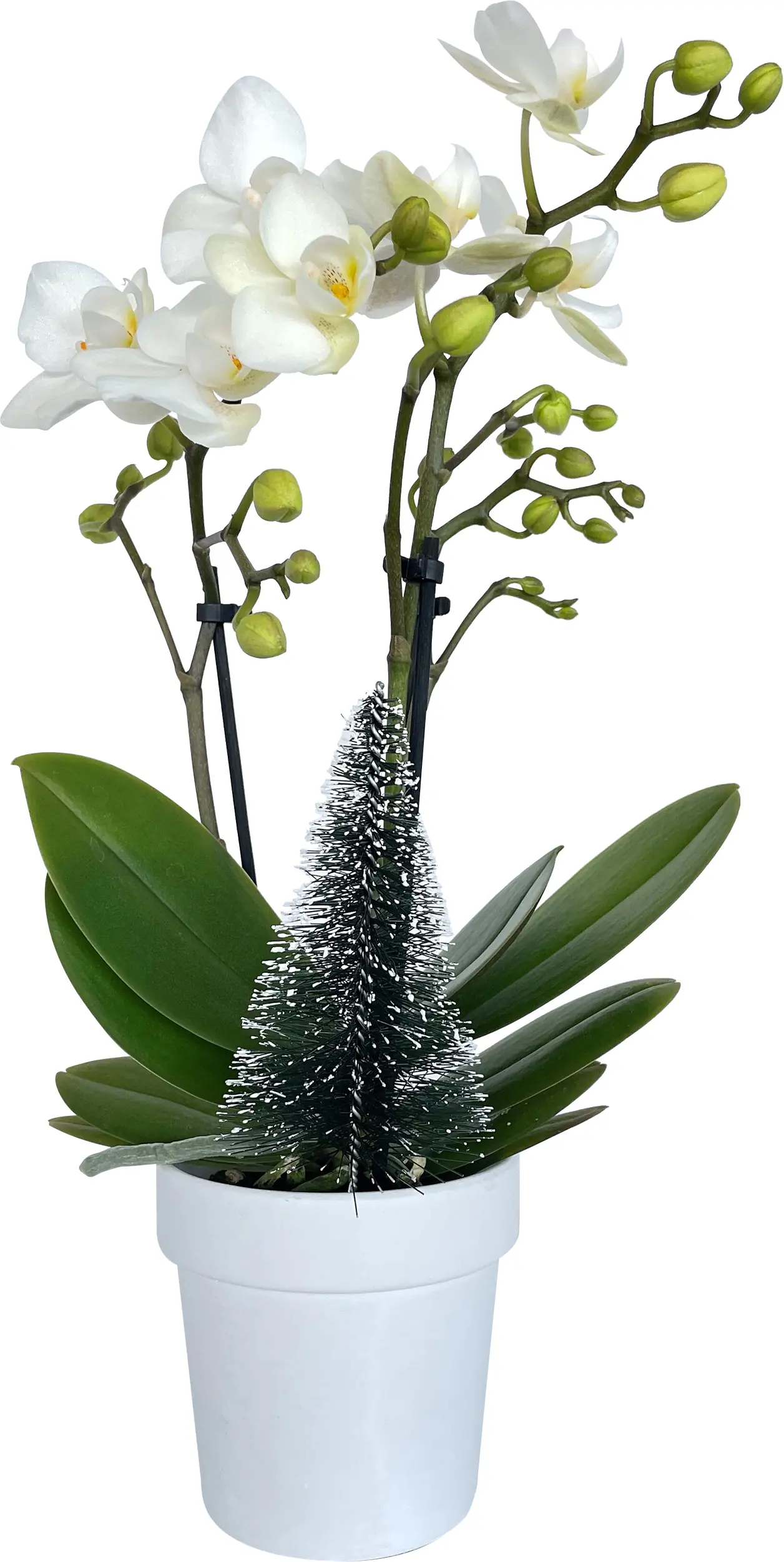 Orchidee Phalaenopsis H 25 cm, inkl. 7 cm Kreamikübertopf