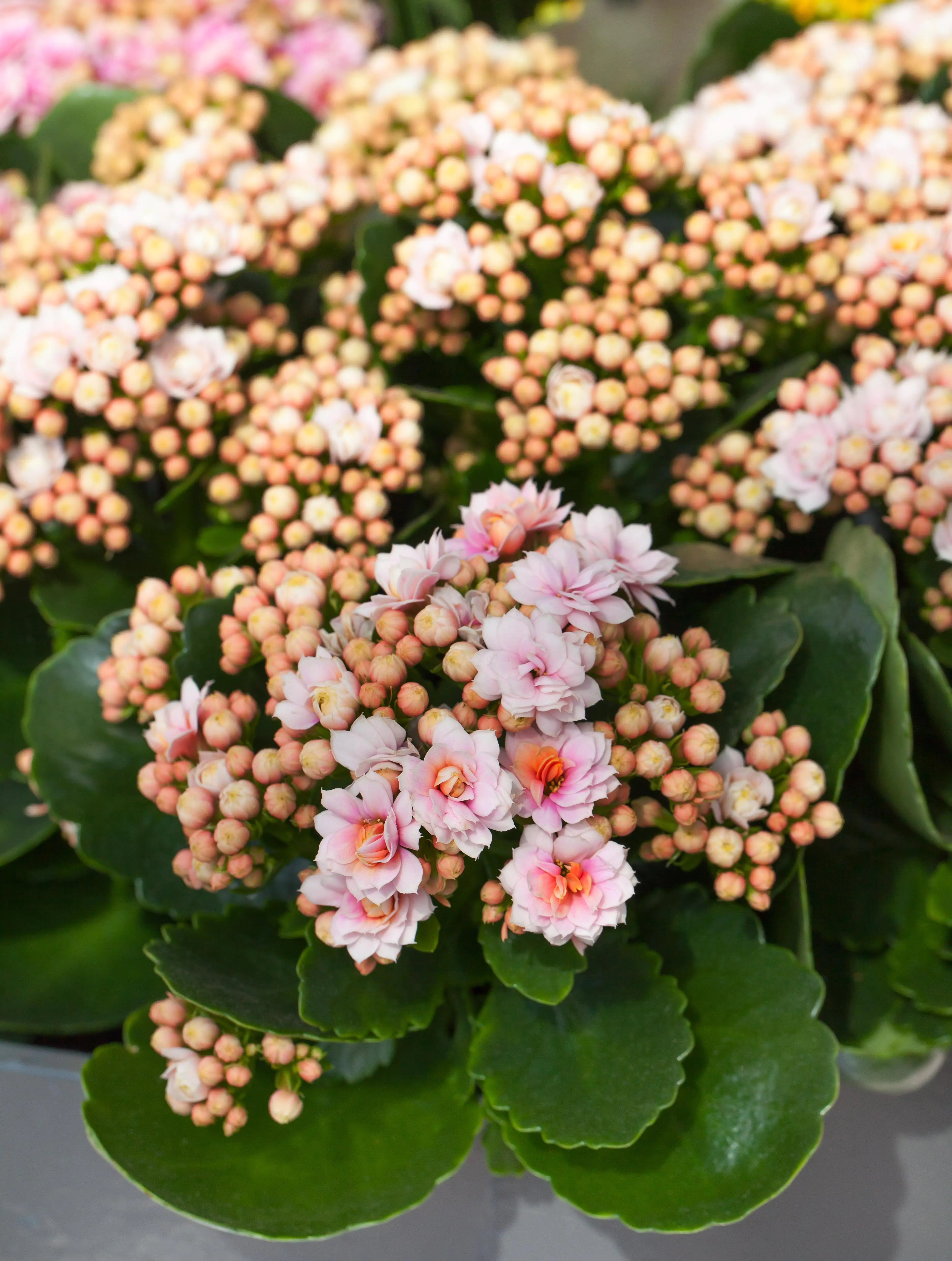 Flammendes Käthchen Kalanchoe Don Alano hellrosa H ca. 27 cm 15 cm Topf