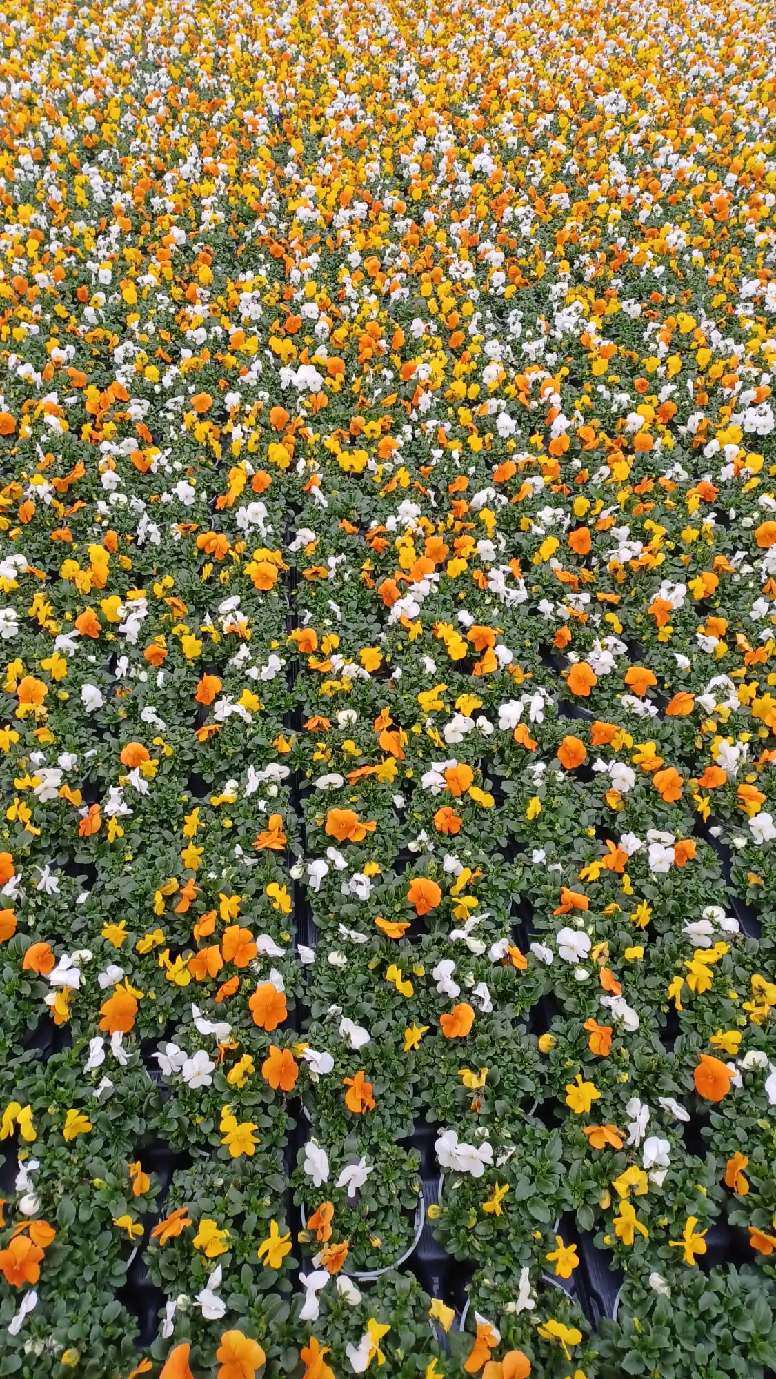 Viola Cornuta Hornveilchen Trio 13 cm