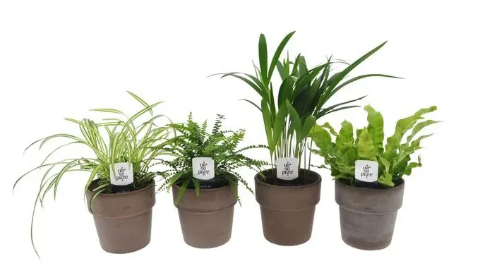 Zimmerpflanzen-Set im 12 cm Terracottatopf mit Goldfruchtpalme, Farn, Grünlilie & Streifenfarn