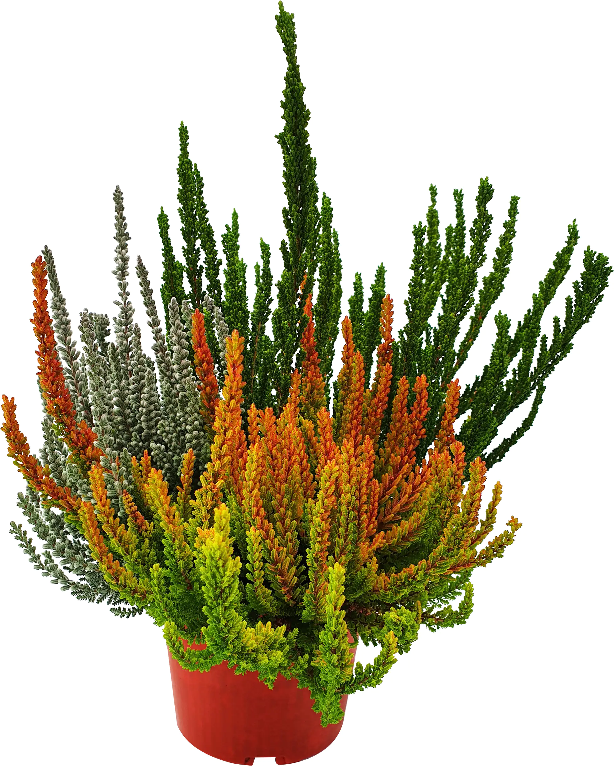 Calluna Dream Team 13 cm Topf