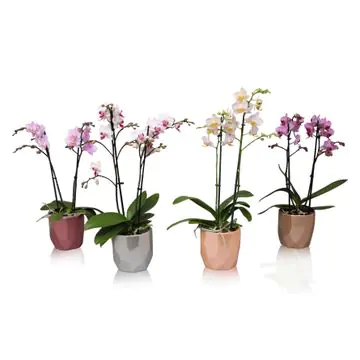 Orchidee Phalaenopsis Multiflora 2 Trieber 12 cm Topf im trendy Metallicflächen Keramiktopf