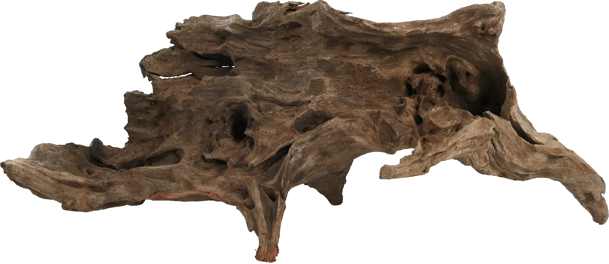 Orbit Kapas-Wurzel Größe L 35-40 cm