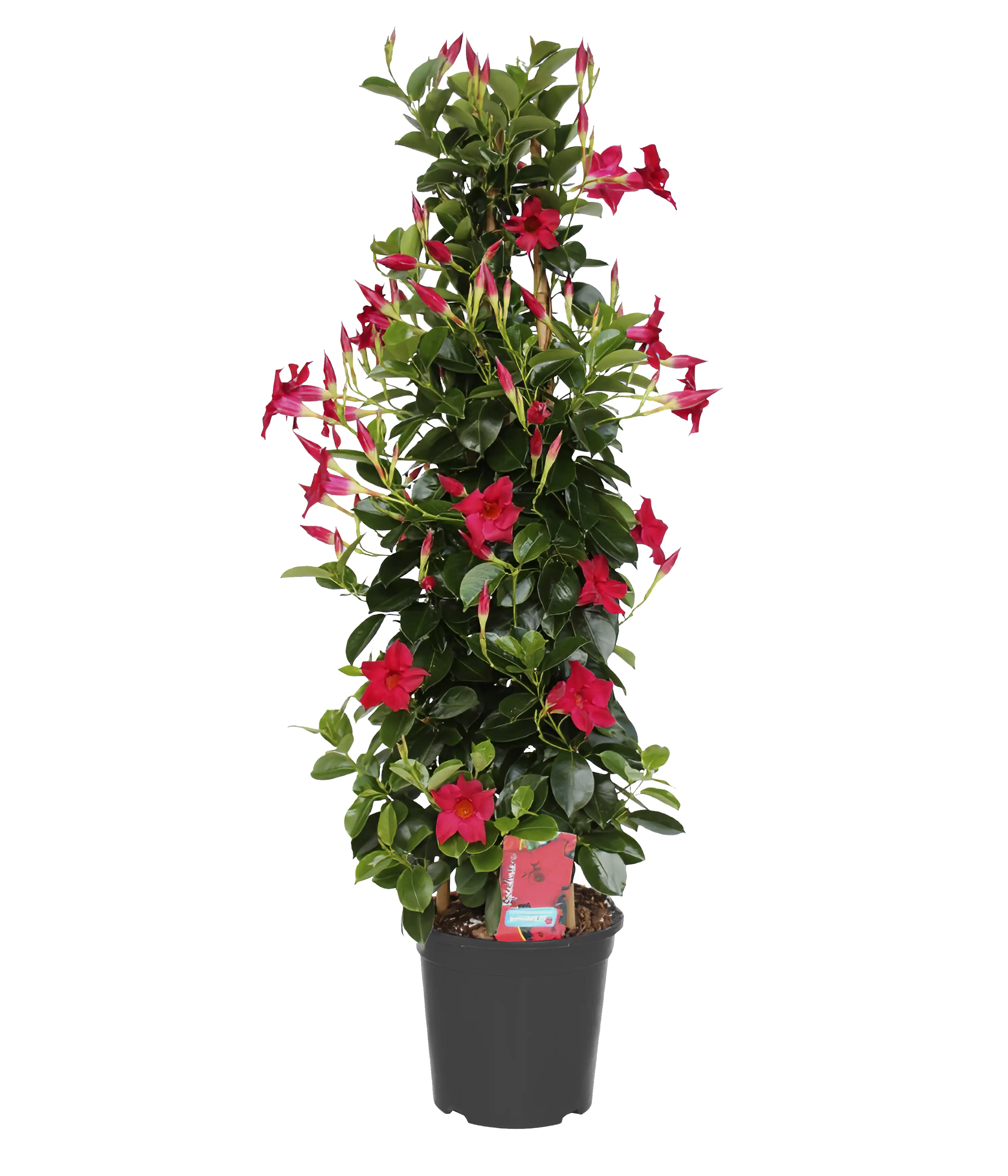 Dipladenie Mandevilla Pyramide H ca 90 cm 20 cm Topf Dipladenie Mandevilla Pyramide H ca 90 cm 20 cm Topf