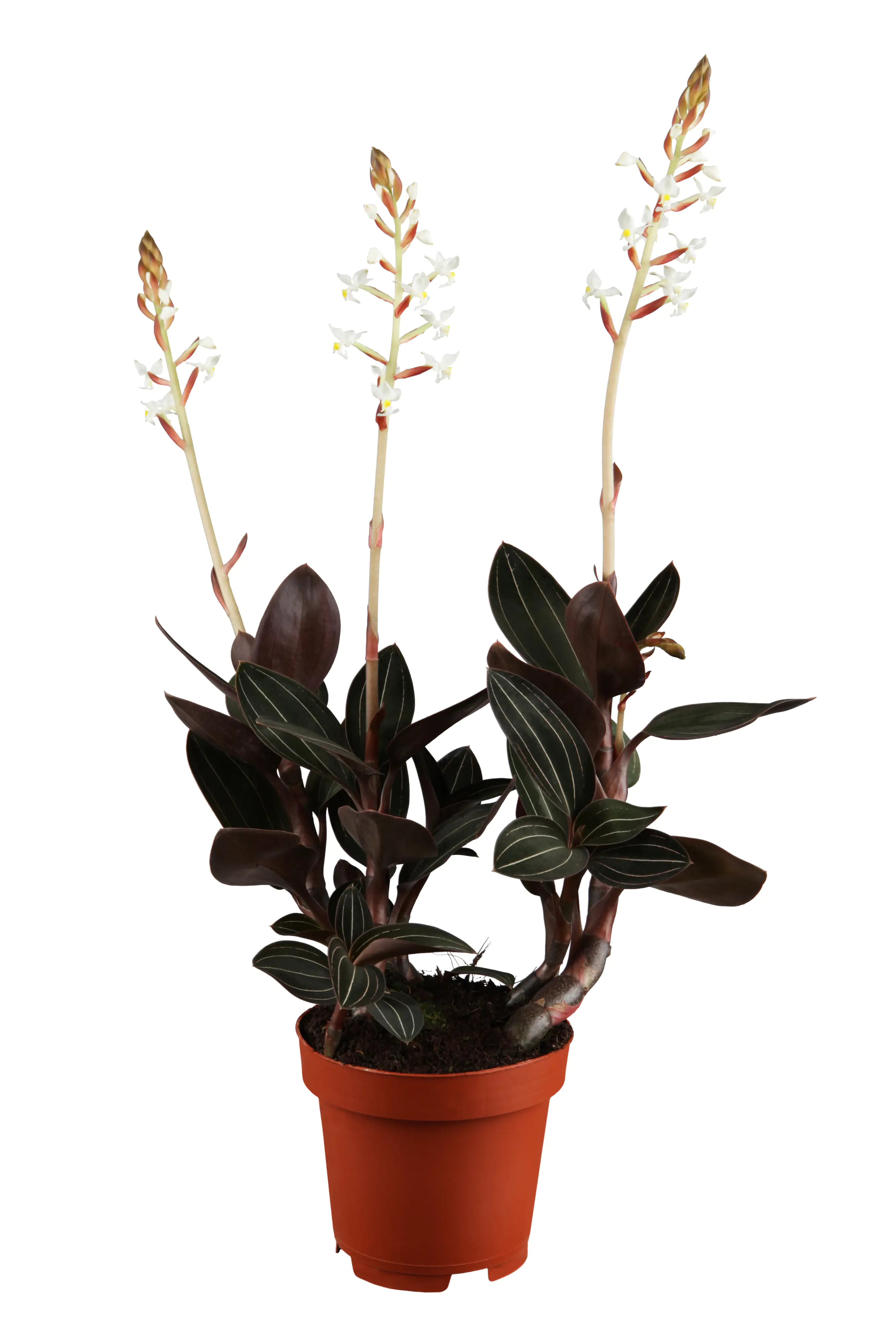 Juwelorchidee Ludisia discolor H ca. 25 cm 12 cm Topf