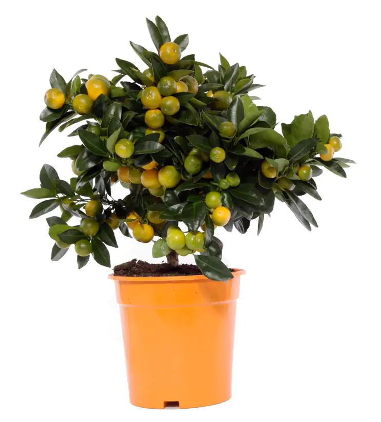 Zitruspflanzenmix H ca. 50 cm 19 cm Topf