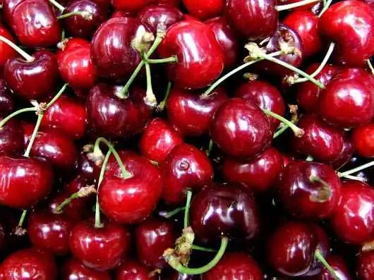 Süßkirschenbaum Sunburst 7,5 L Container