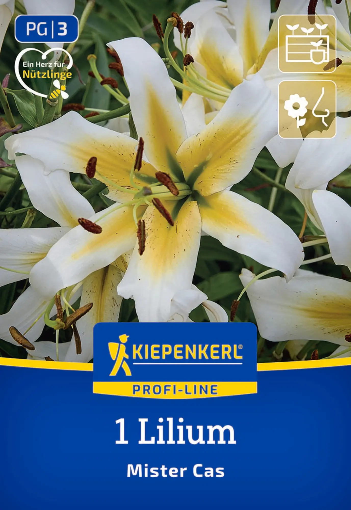 Kiepenkerl Profi-Line Frühjahrsblumenzwiebel Baum-Lilie Mister Cas 1 Stück