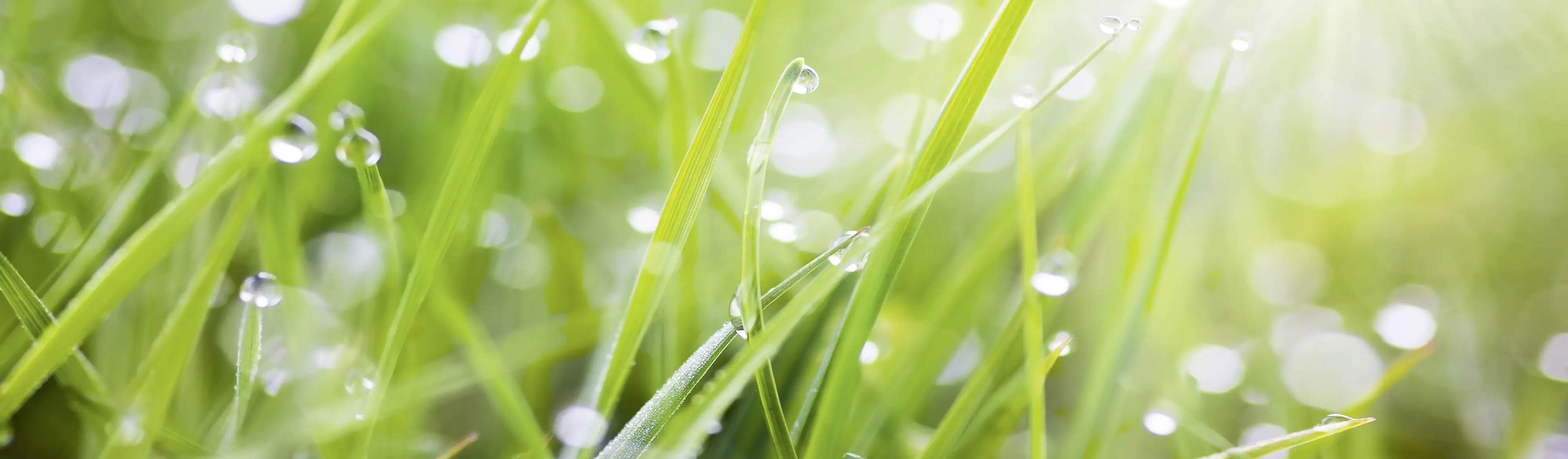 4057745206736_1833924 Küchenrückwand WandArt easy 200 x 58,5 cm, 3 mm, grass