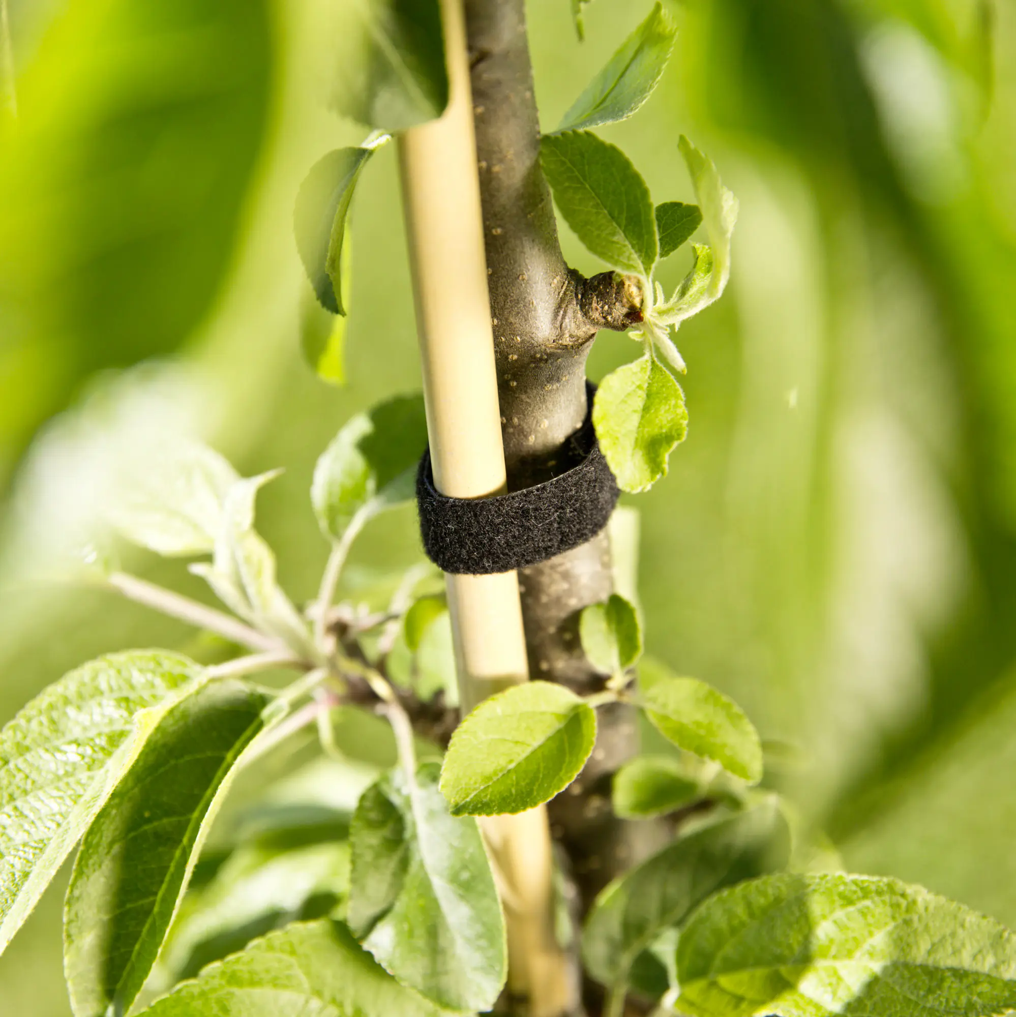 Windhager Klettverbinder 12 mm x 5 m, schwarz