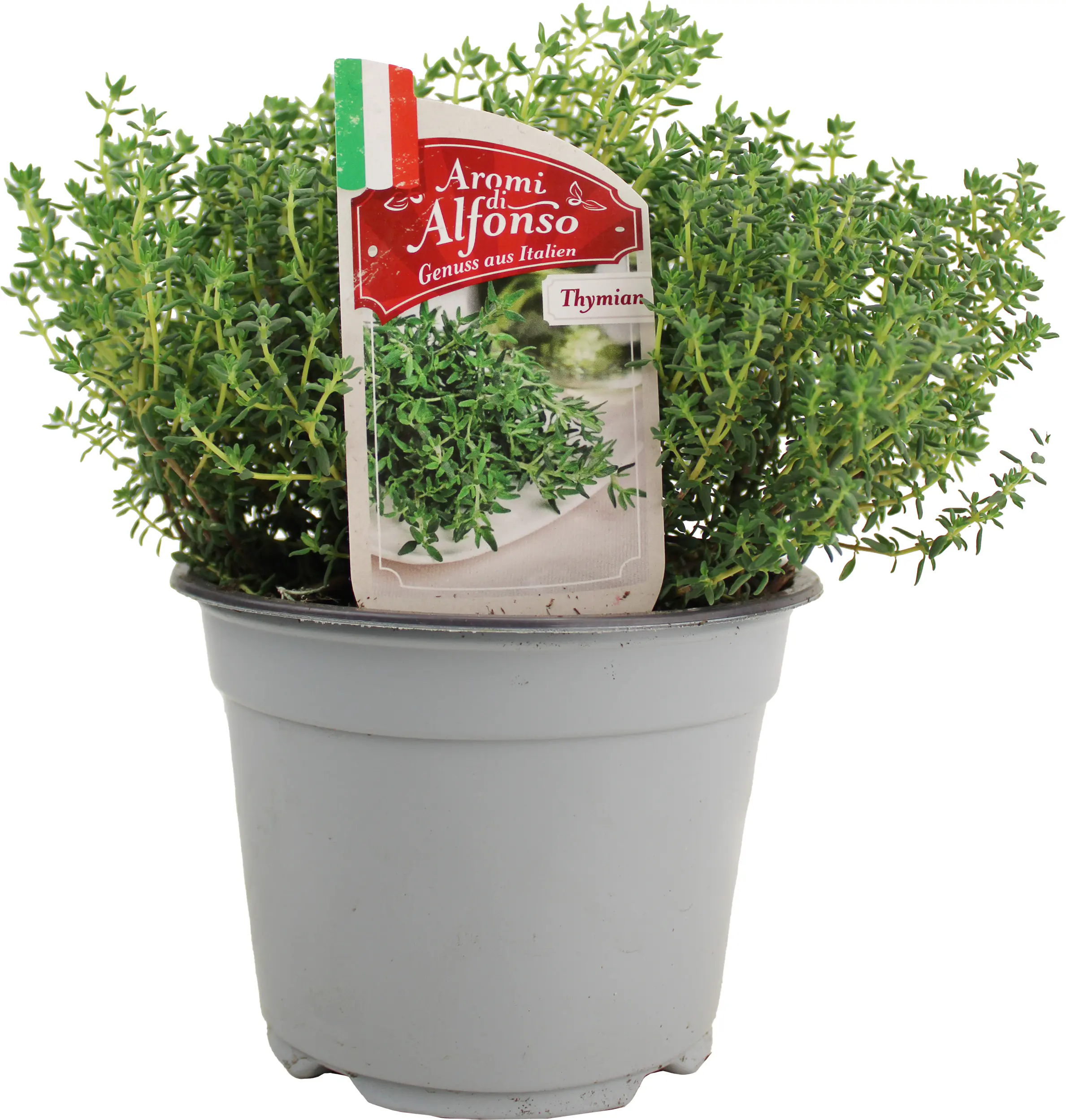 Kugelthymian Thymus vulgaris 'Globulus' 14 cm Topf Kugelthymian Thymus vulgaris 'Globulus' 14 cm Topf