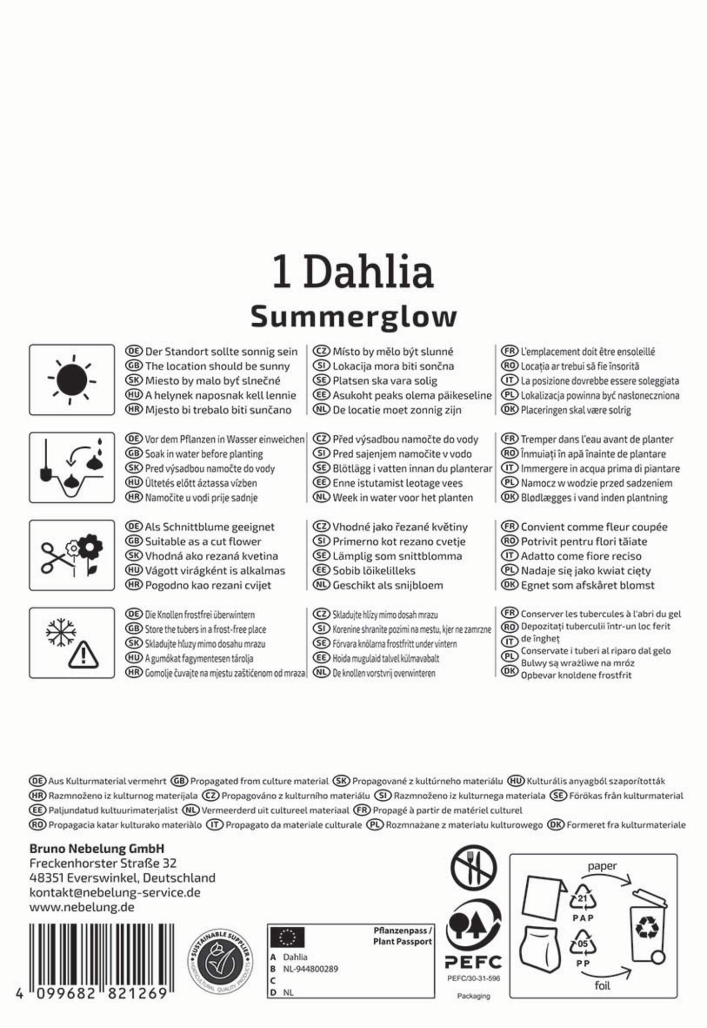 Kiepenkerl Frühjahrsblumenzwiebel Dekorative Dahlie Summerglow 1 Stück