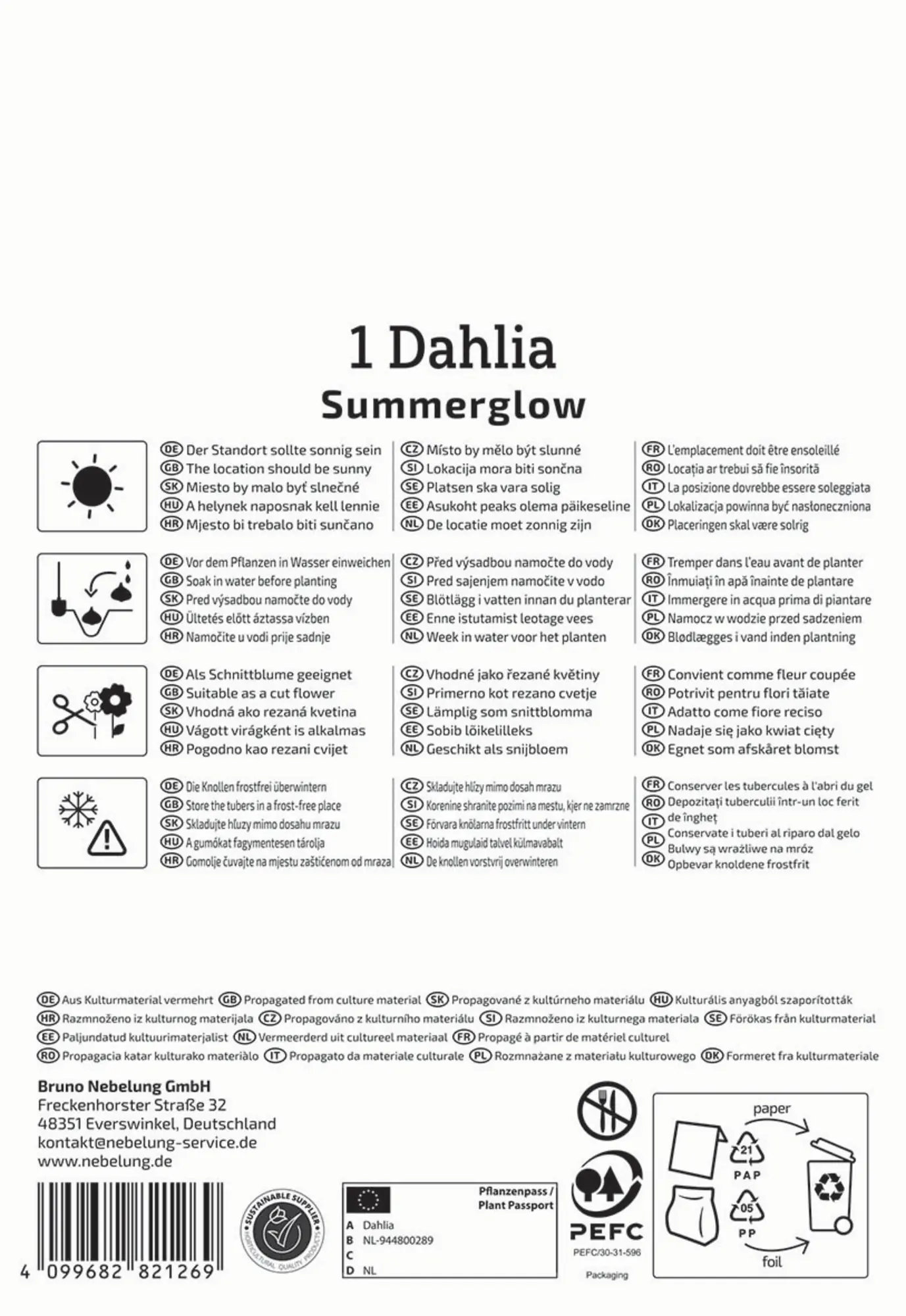 Kiepenkerl Frühjahrsblumenzwiebel Dekorative Dahlie Summerglow 1 Stück