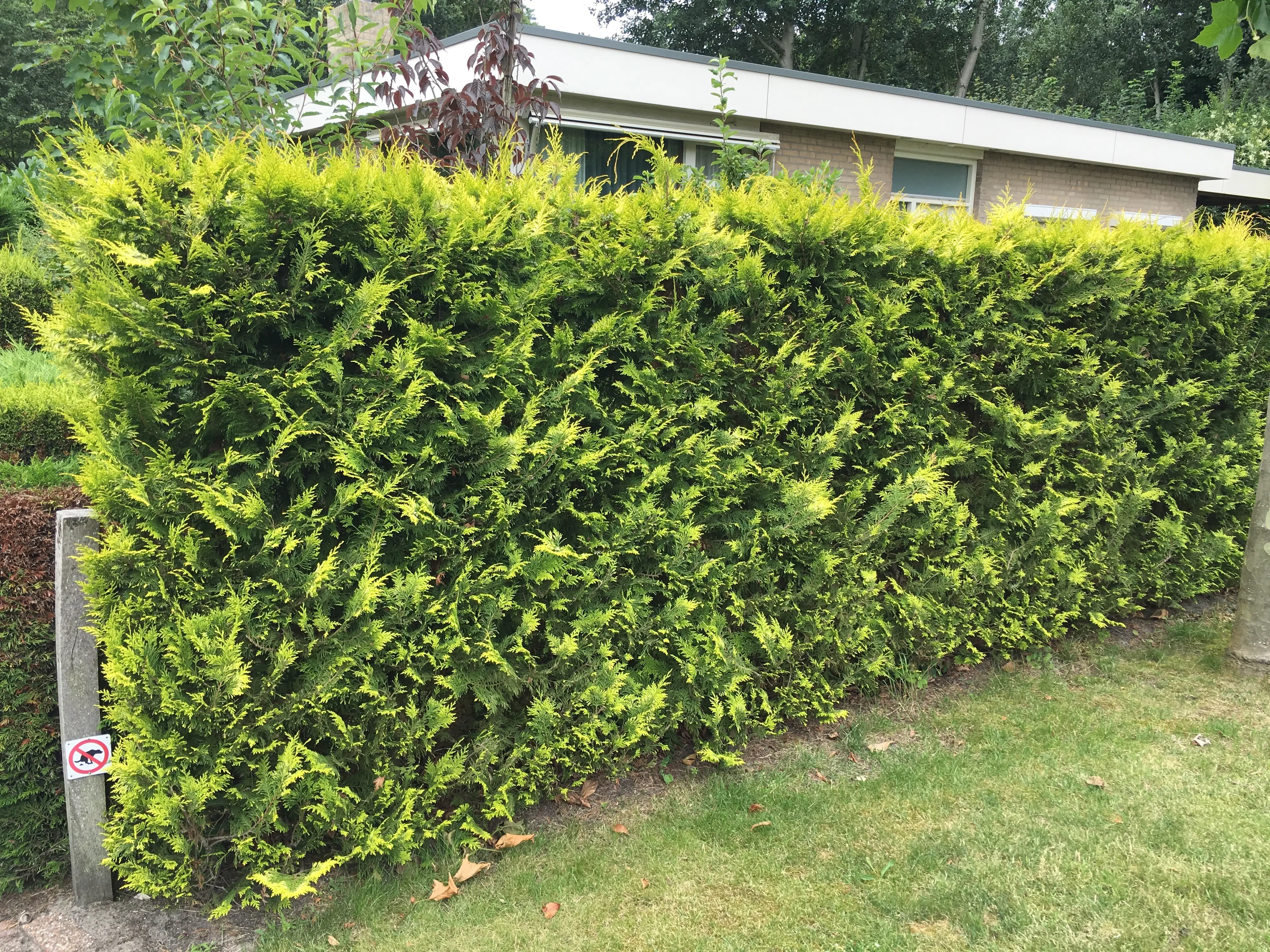 Gelbe Säulenzypresse Cham. law. Ivonne H 160 - 180 cm, 15 Stück