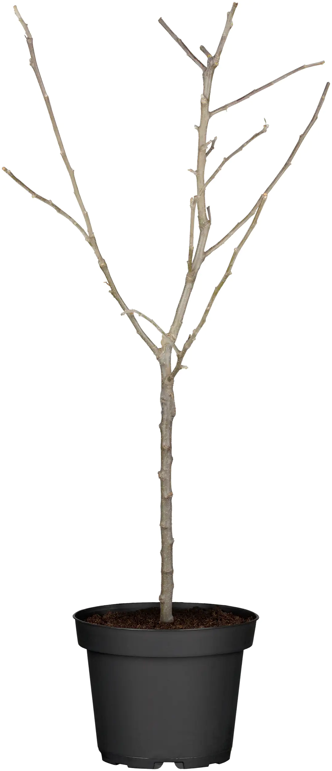 Apfelbaum in Sorten 10 L Container