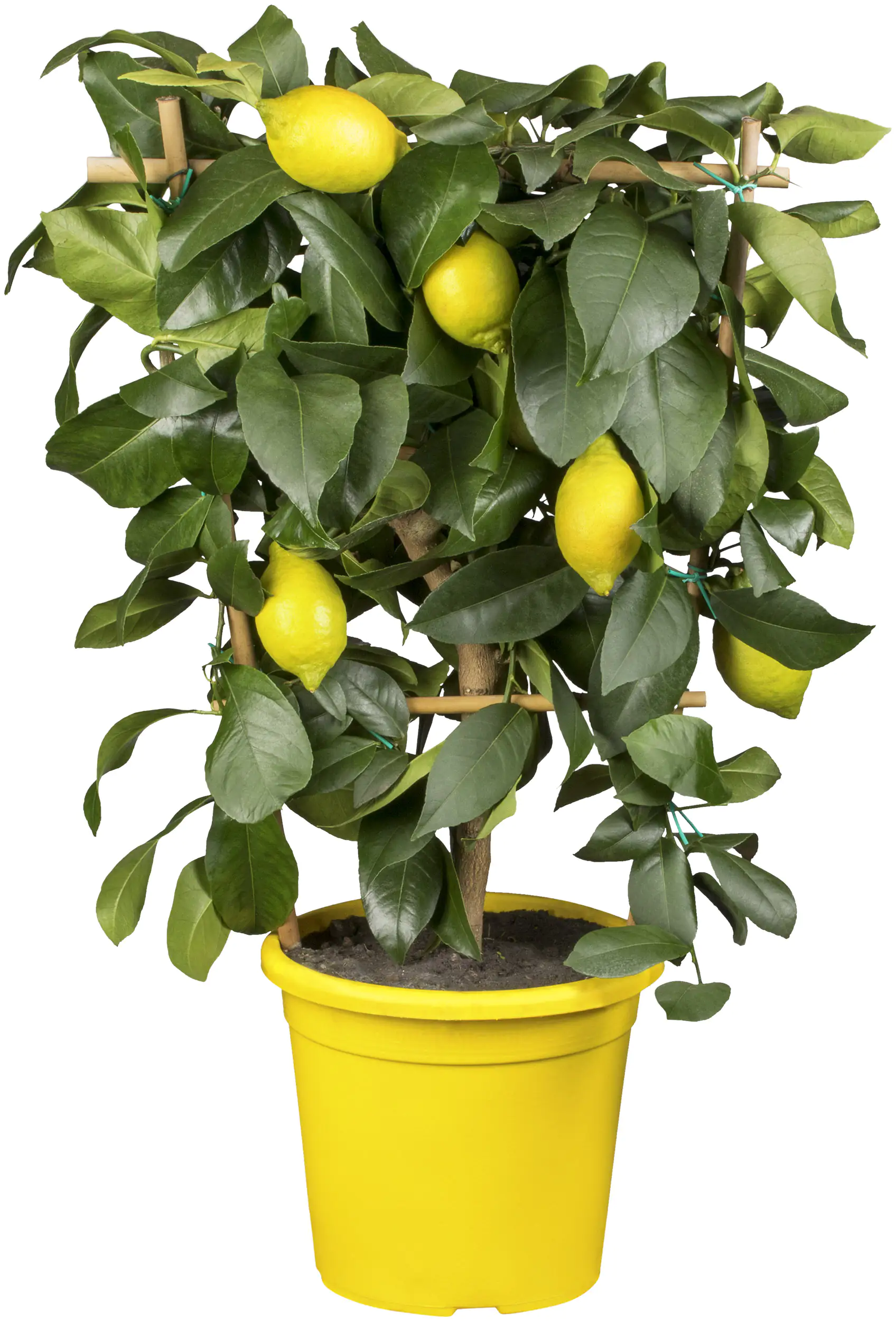 Citruspflanzen H ca 40 cm 15 cm Topf