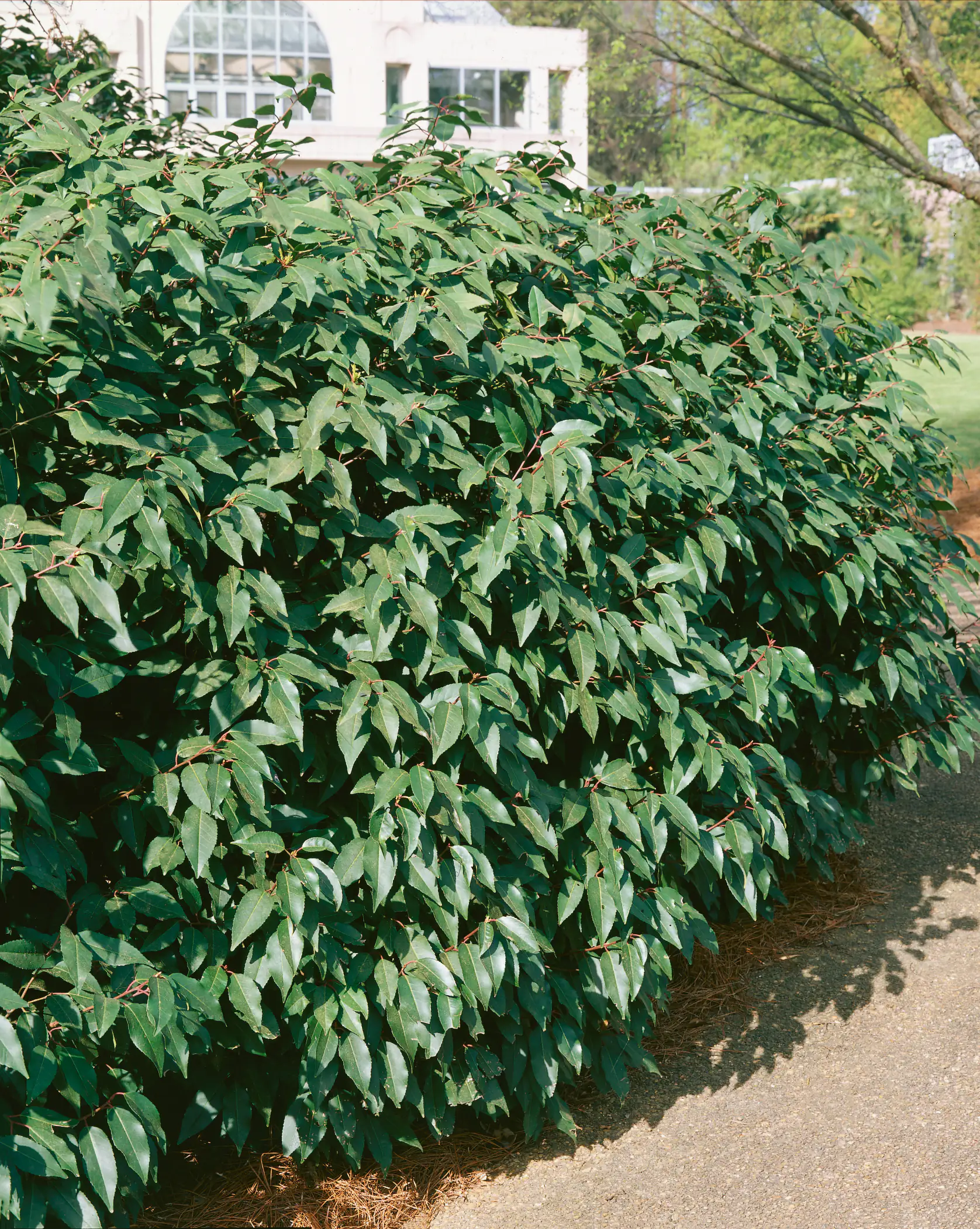 Portugiesischer Kirschlorbeer Prunus lusitanica 5 L Container