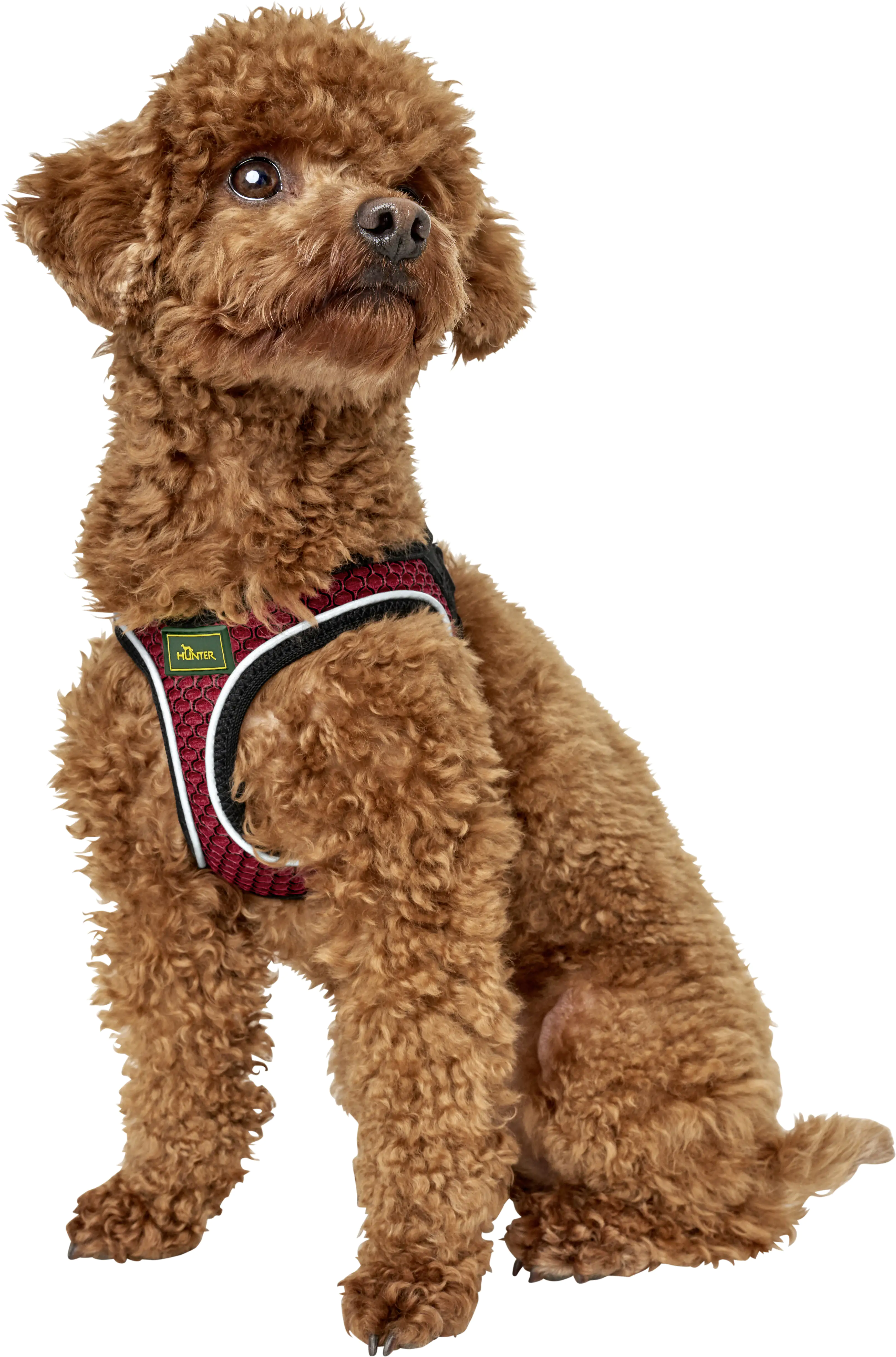 Hunter Hundegeschirr Hilo Comfort XS-S rot