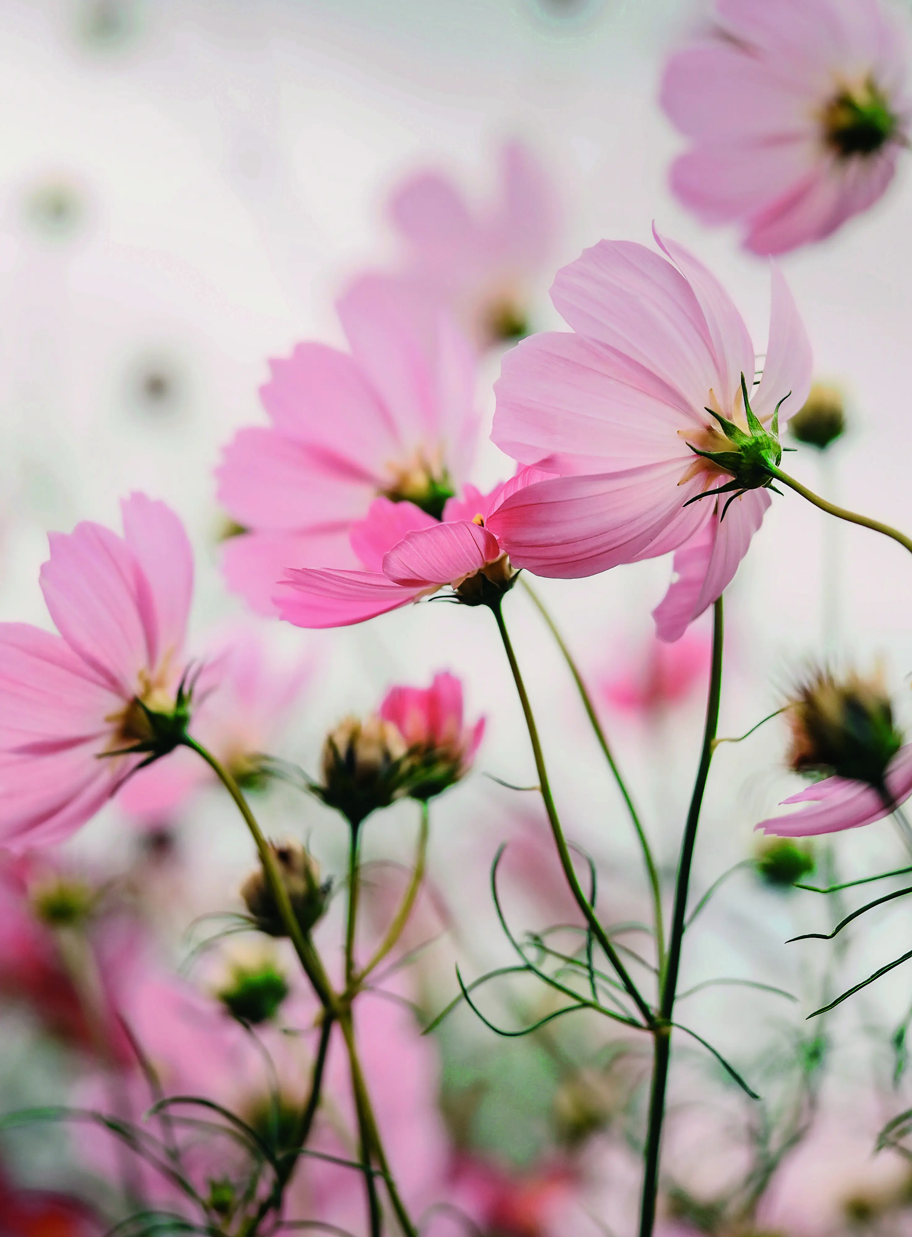 Keilrahmenbild Mohnblumen 56 x 76 cm rosa