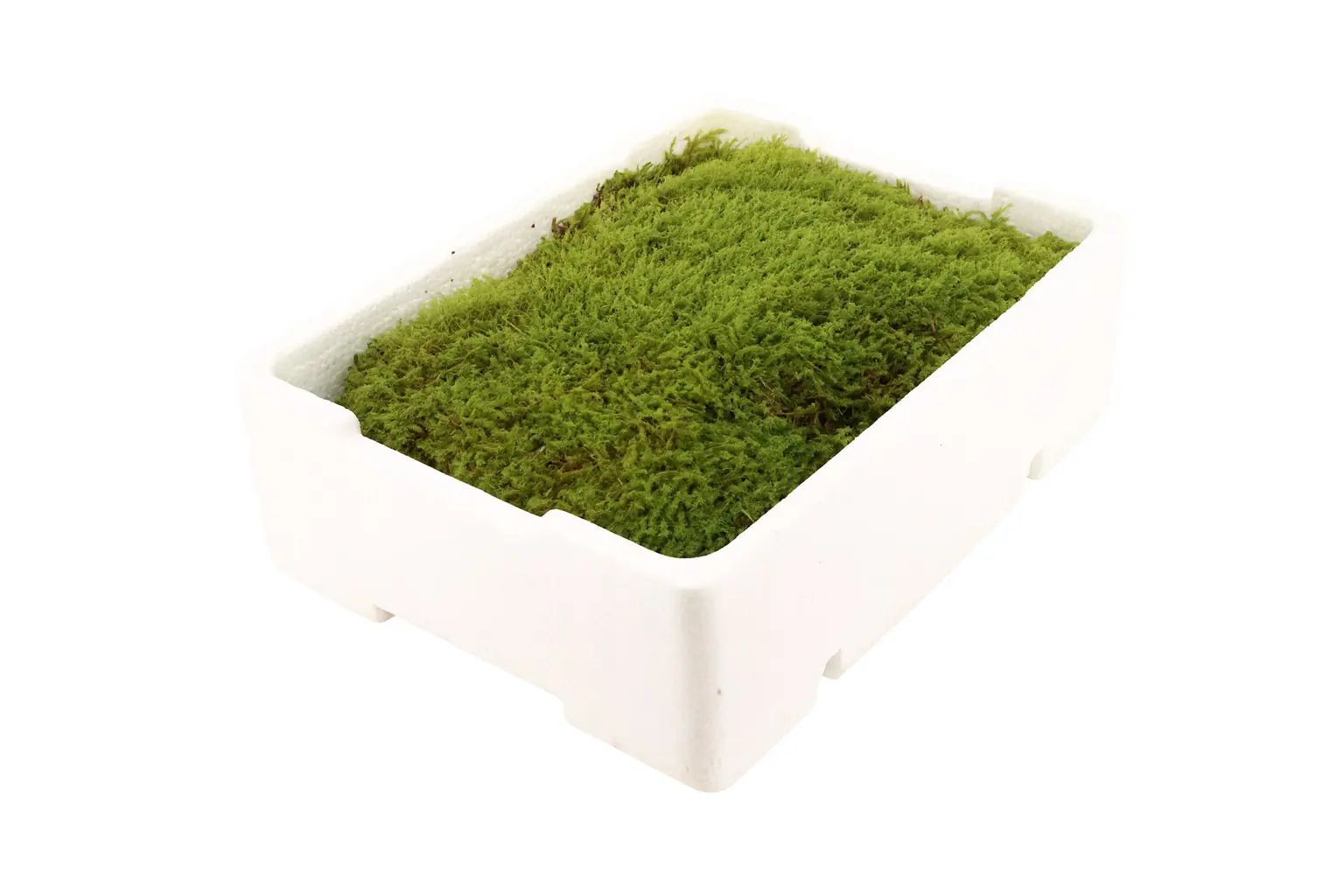 Lebendes Plattmoos für Dekorationen, Kränze und Terrarien Lebendes Plattmoos für Dekorationen, Kränze und Terrarien