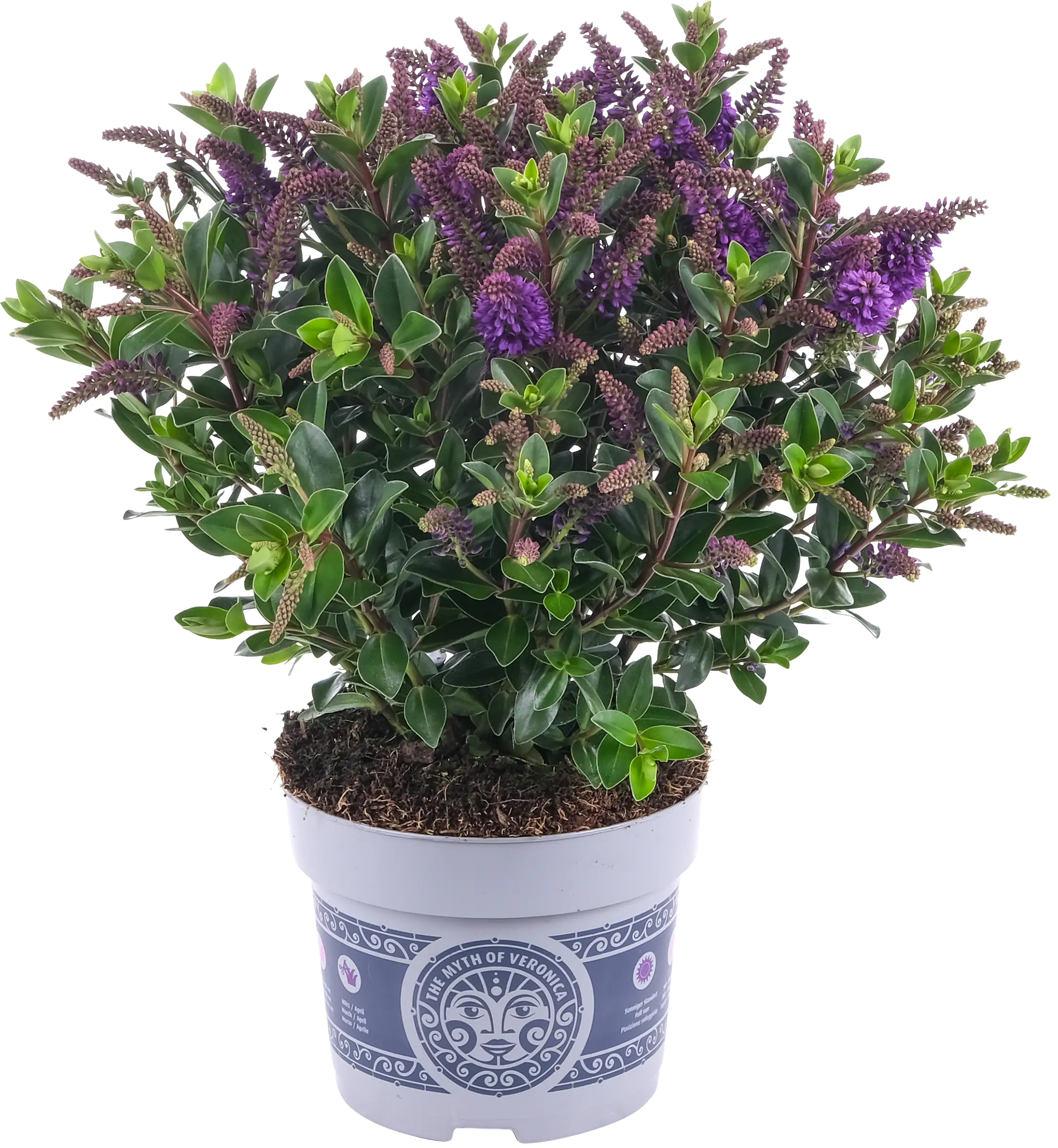 Gartenveronika 11 cm Topf, 25 cm hoch