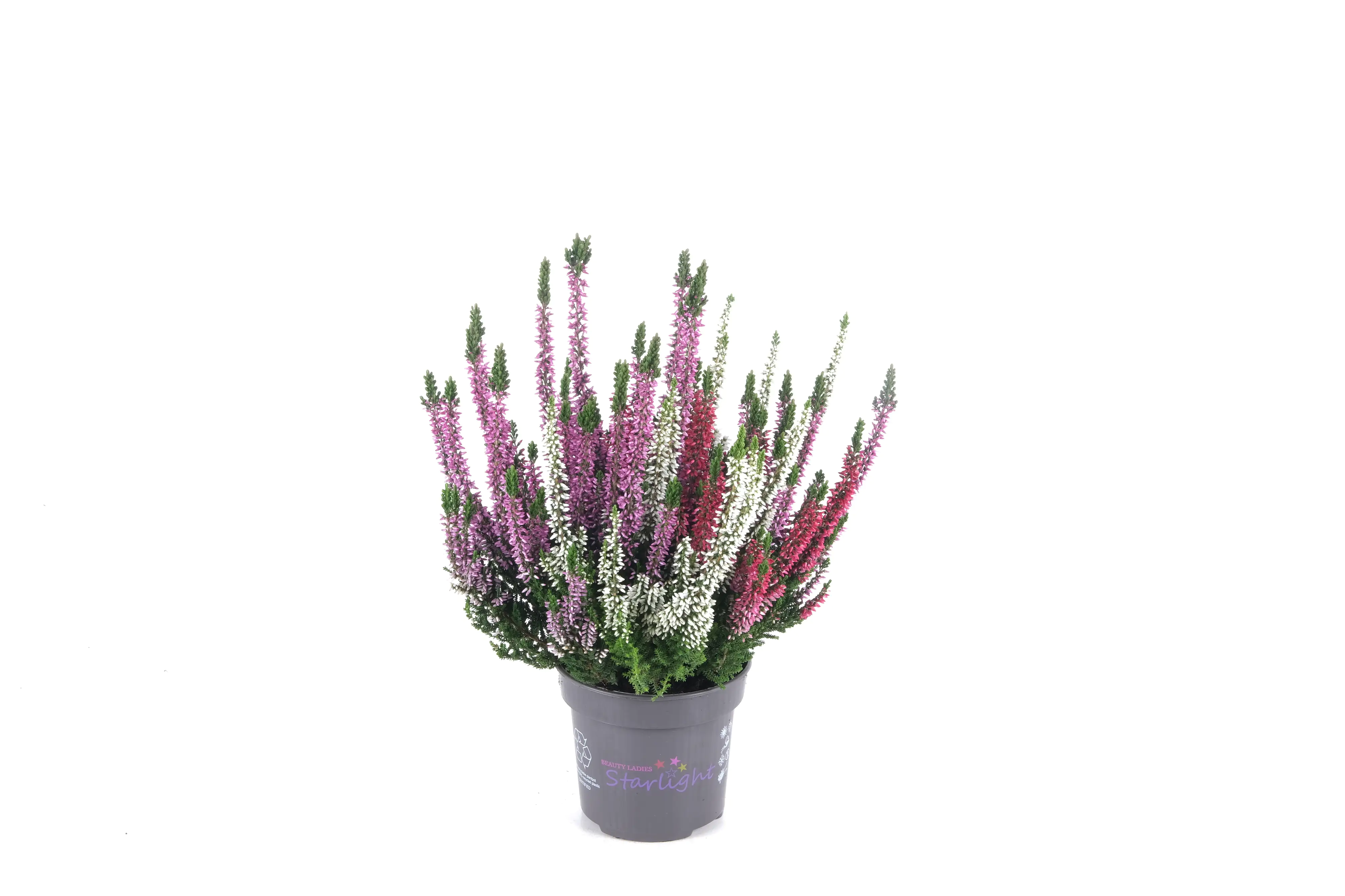 Sommerheide Calluna Beauty Ladies Starlight 13 cm Topf