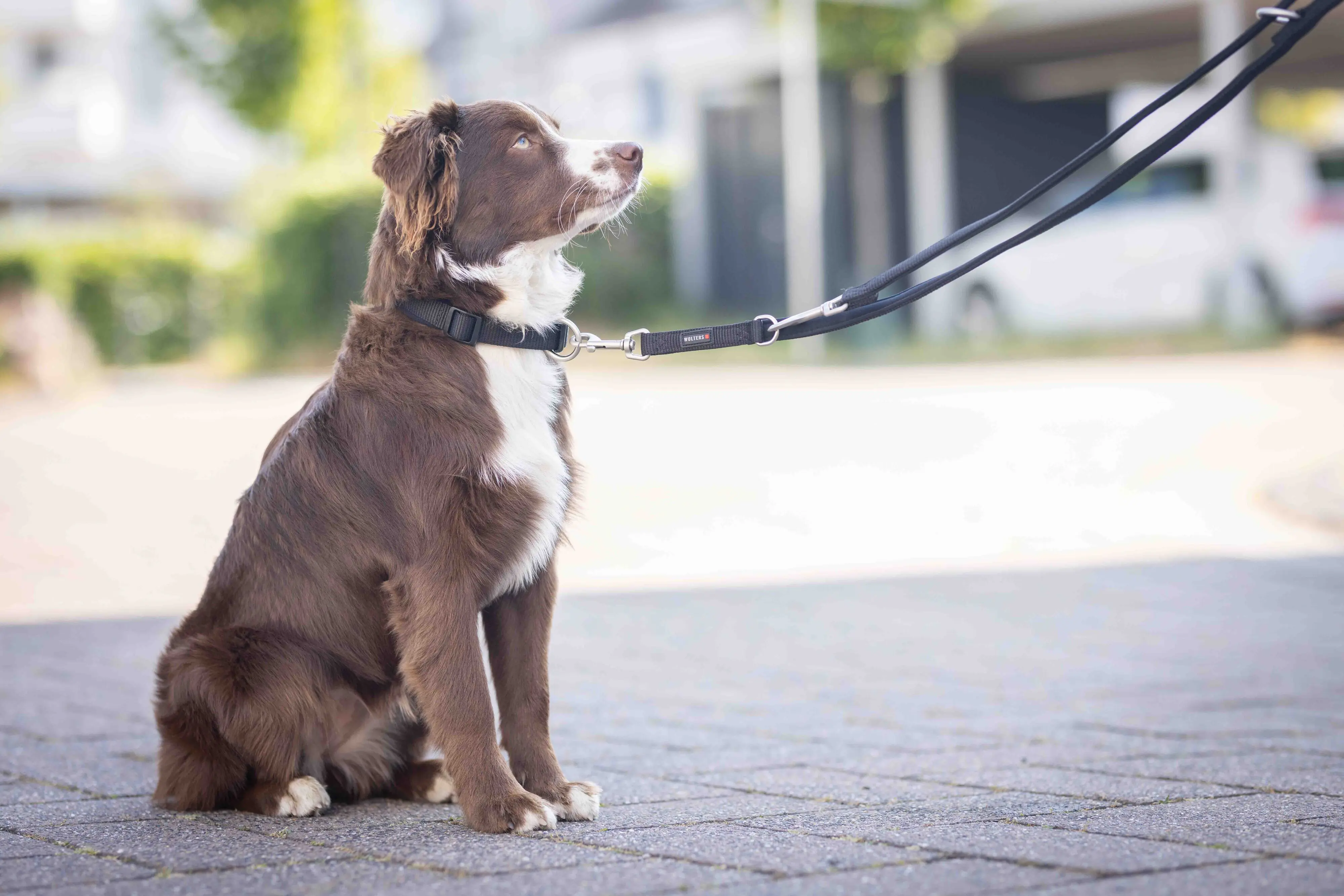 Wolters Hundehalsband Professional Comfort schwarz/schwarz Wolters Hundehalsband Professional Comfort schwarz/schwarz