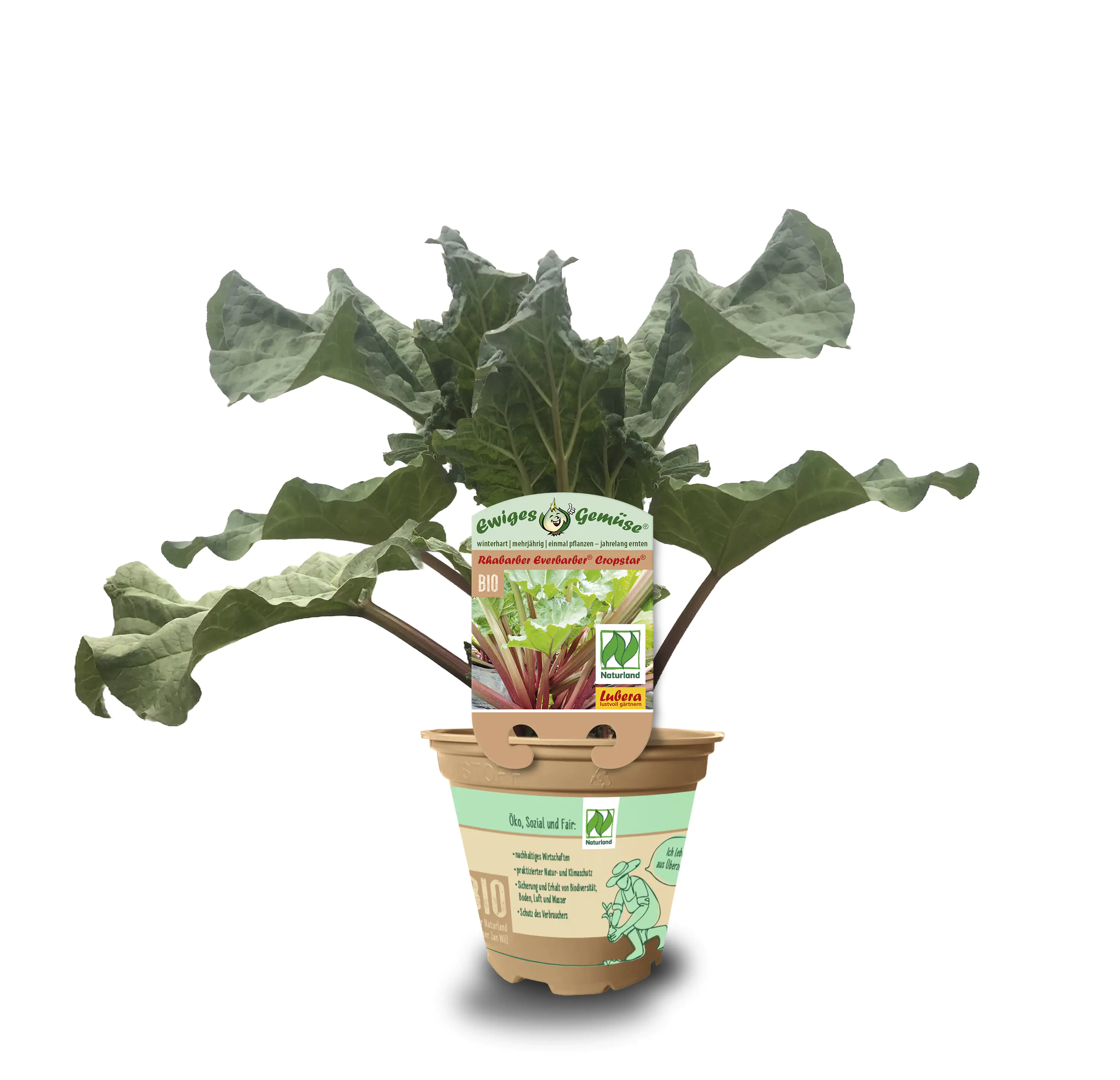 Rhabarber Rheum rhabarbarum 12 cm Topf