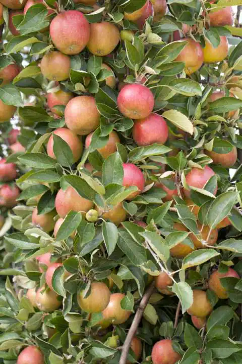 Obstbaum Apfel Roter Boskoop H 150 cm 29 cm Topf
