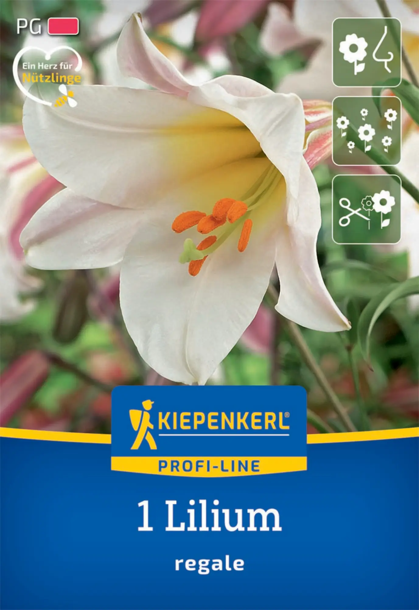 Kiepenkerl Herbstblumenzwiebel Profi-Line Trompetenlilie Lilium regale 1 Stück
