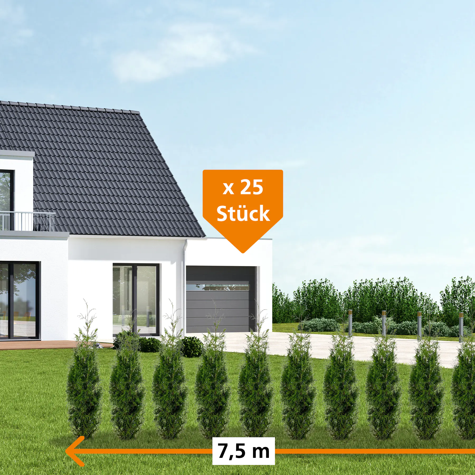 Lebensbaum Thuja plicata Martin H 80 - 100 cm, 25 Stück