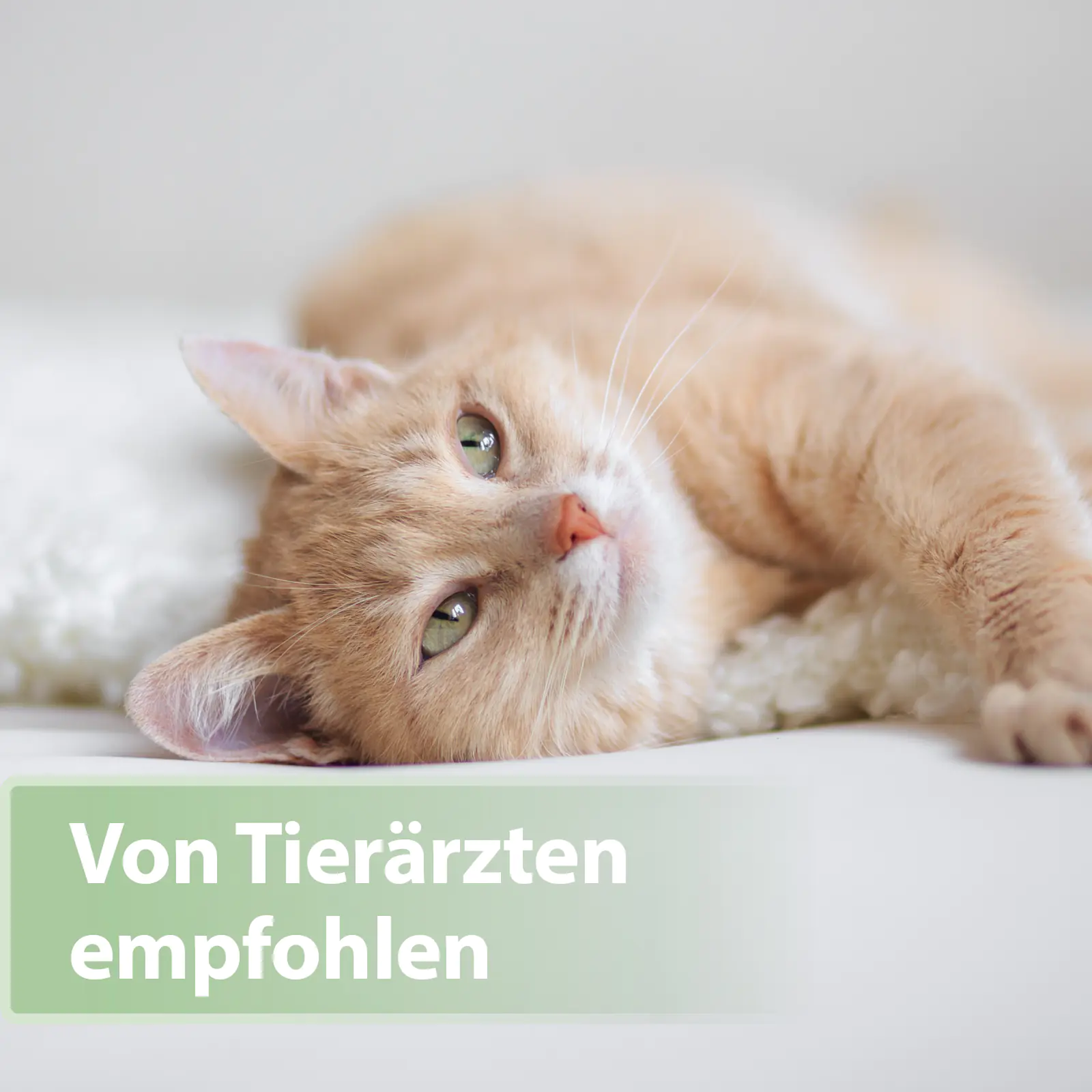 Felisept Zahnpflege Pads für Katzen 50 Stück Felisept Zahnpflege Pads für Katzen 50 Stück