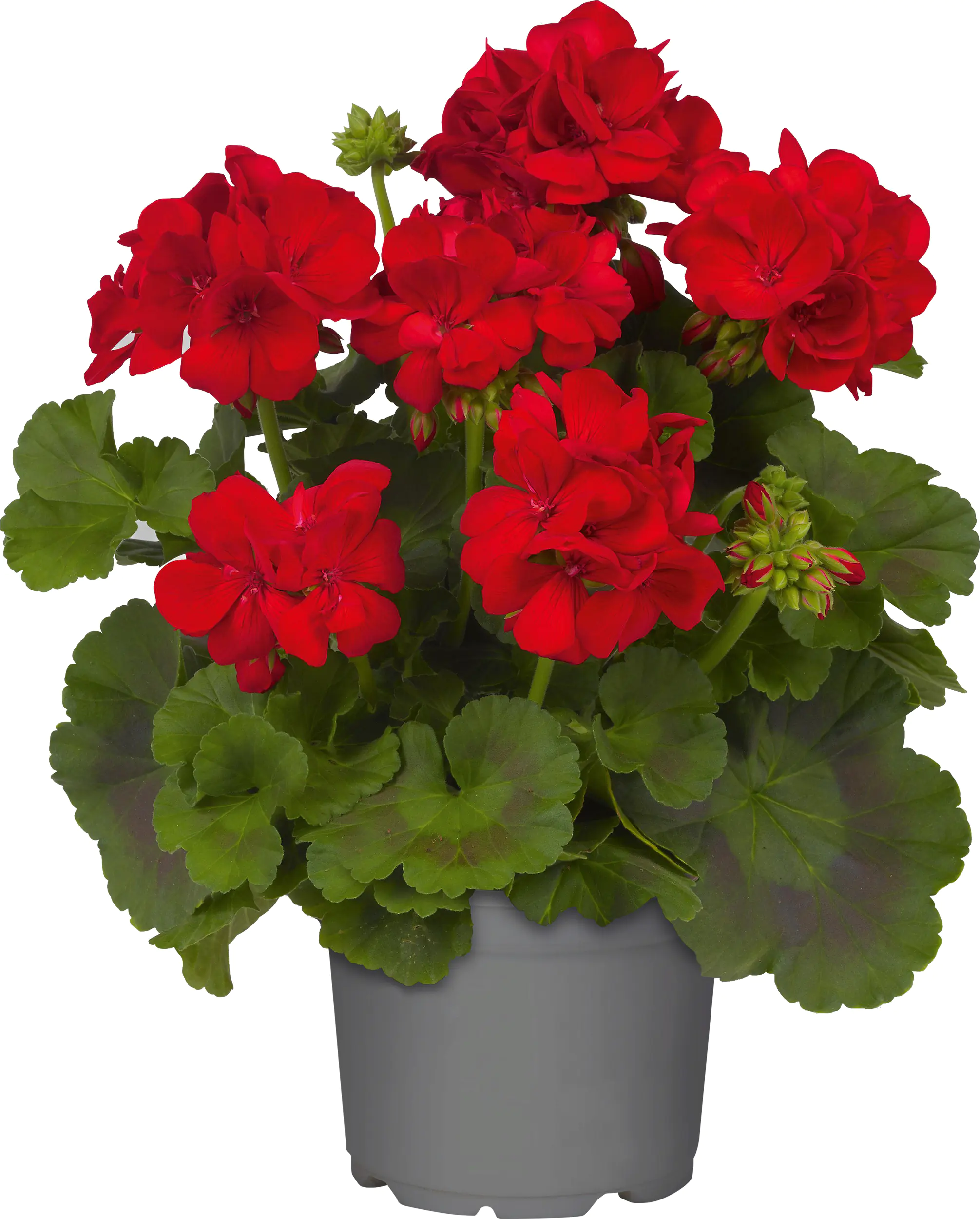 Geranie stehend Geranium zonale H ca 25 cm 1 L Container Geranie stehend Geranium zonale H ca 25 cm 1 L Container
