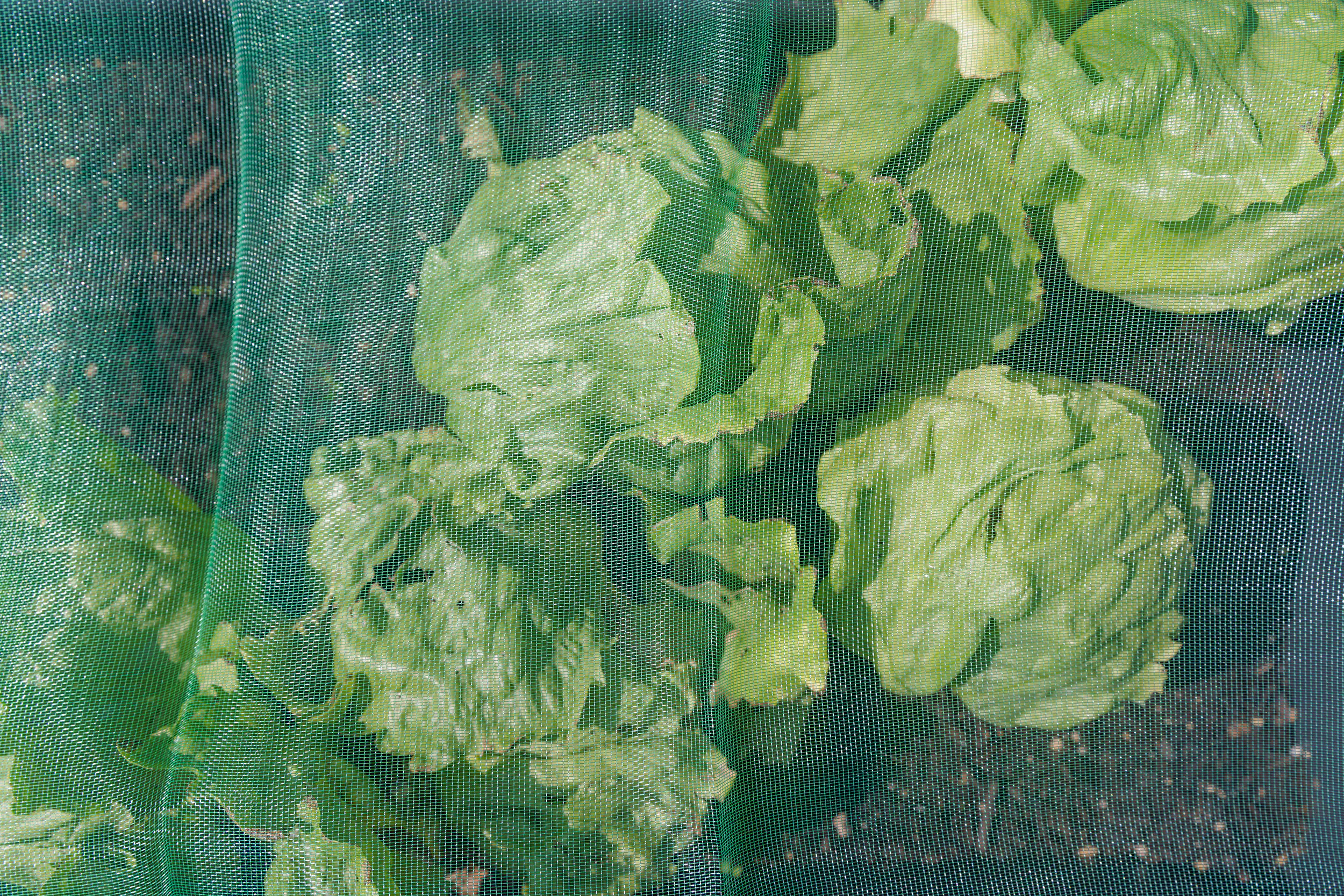 TrendLine Insektenschutznetz 1,4 x 5 m