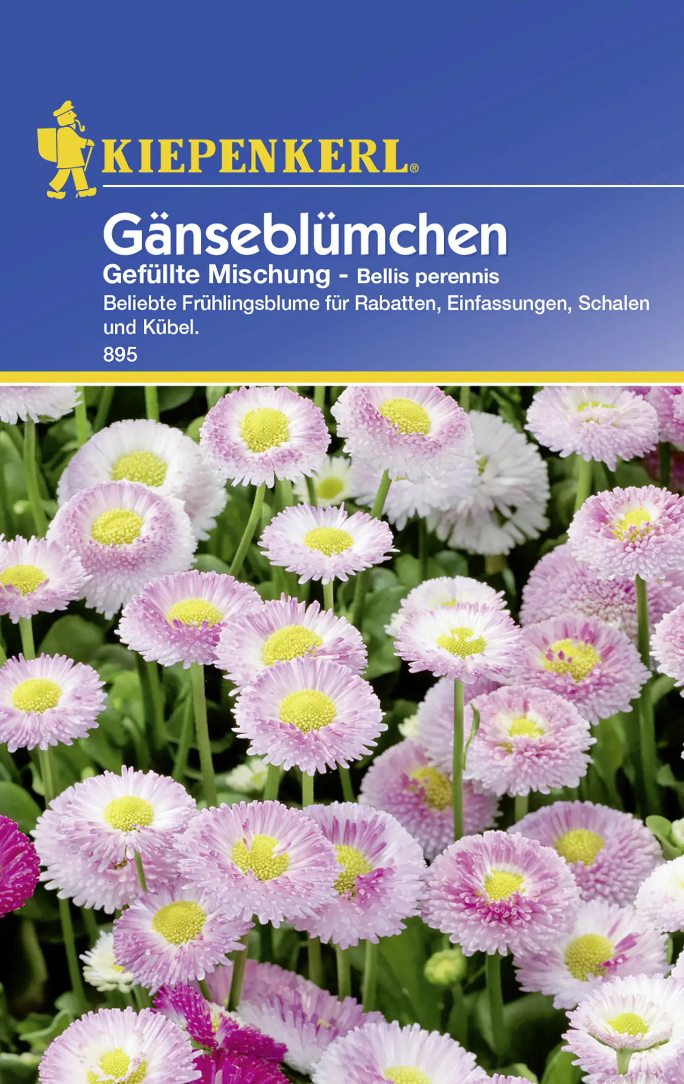 Kiepenkerl Gänseblümchen Gefüllte Mischung Bellis perennis, Inhalt: ca. 50 Pflanzen