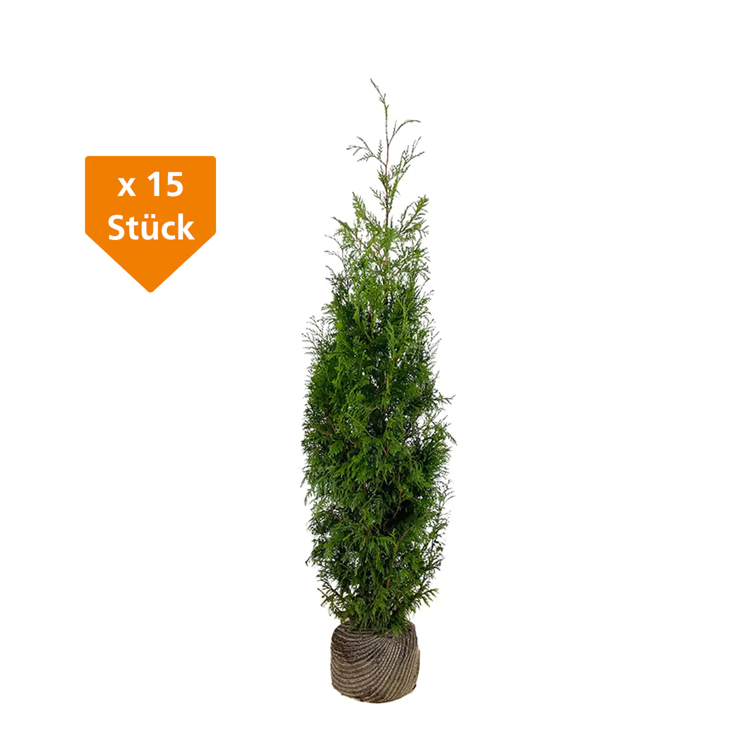 Lebensbaum Thuja plicata Martin H 160 - 180 cm, 15 Stück Lebensbaum Thuja plicata Martin H 160 - 180 cm, 15 Stück