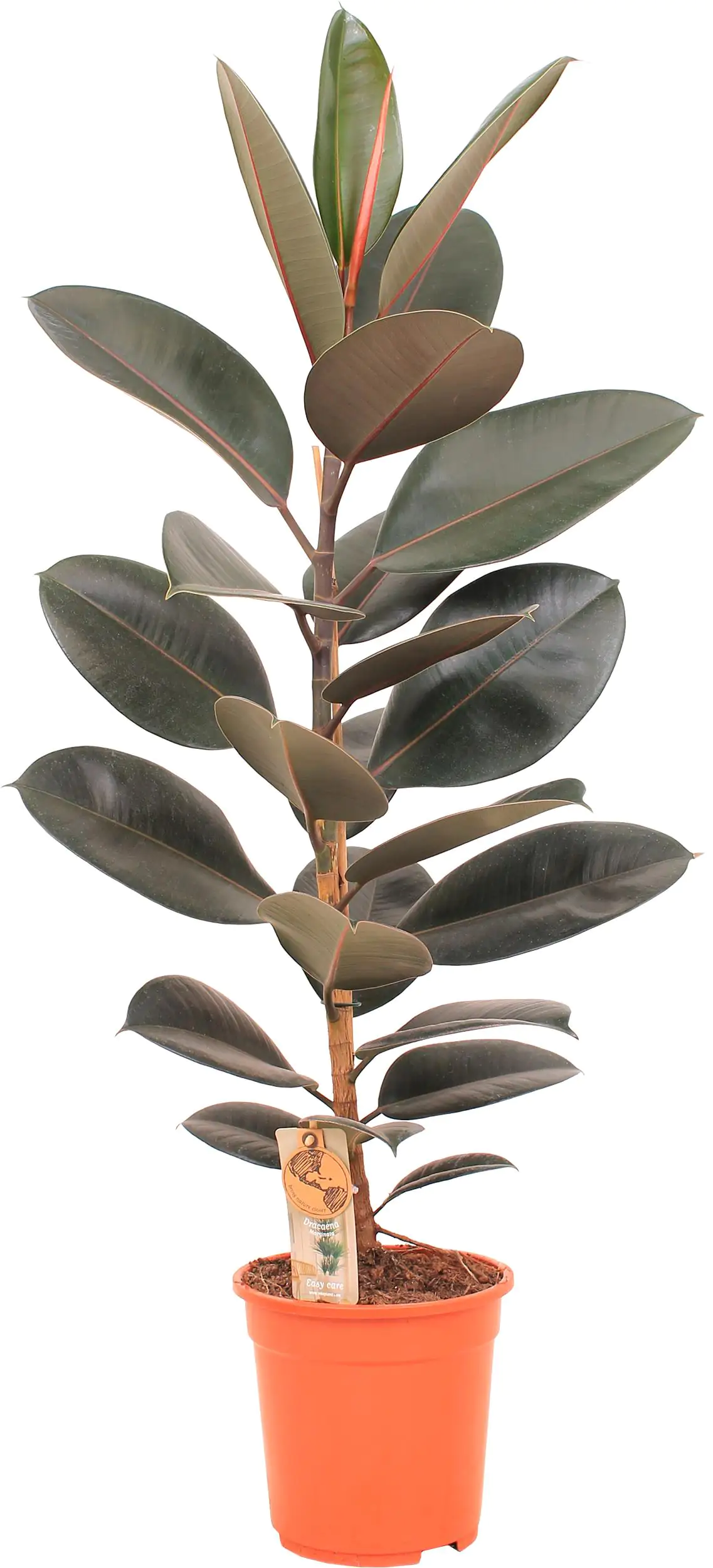 Gummibaum Ficus Elastica H ca 80 cm 21 cm Topf