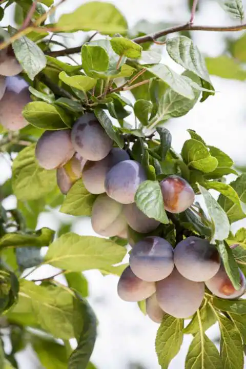 Obstbaum Pflaume Mirabelle Nancy H 150 cm 29 cm Topf